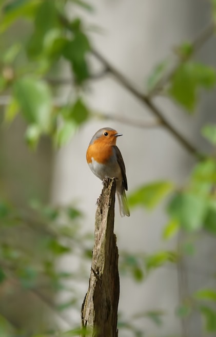 A small bird perched on top of a piece of wood