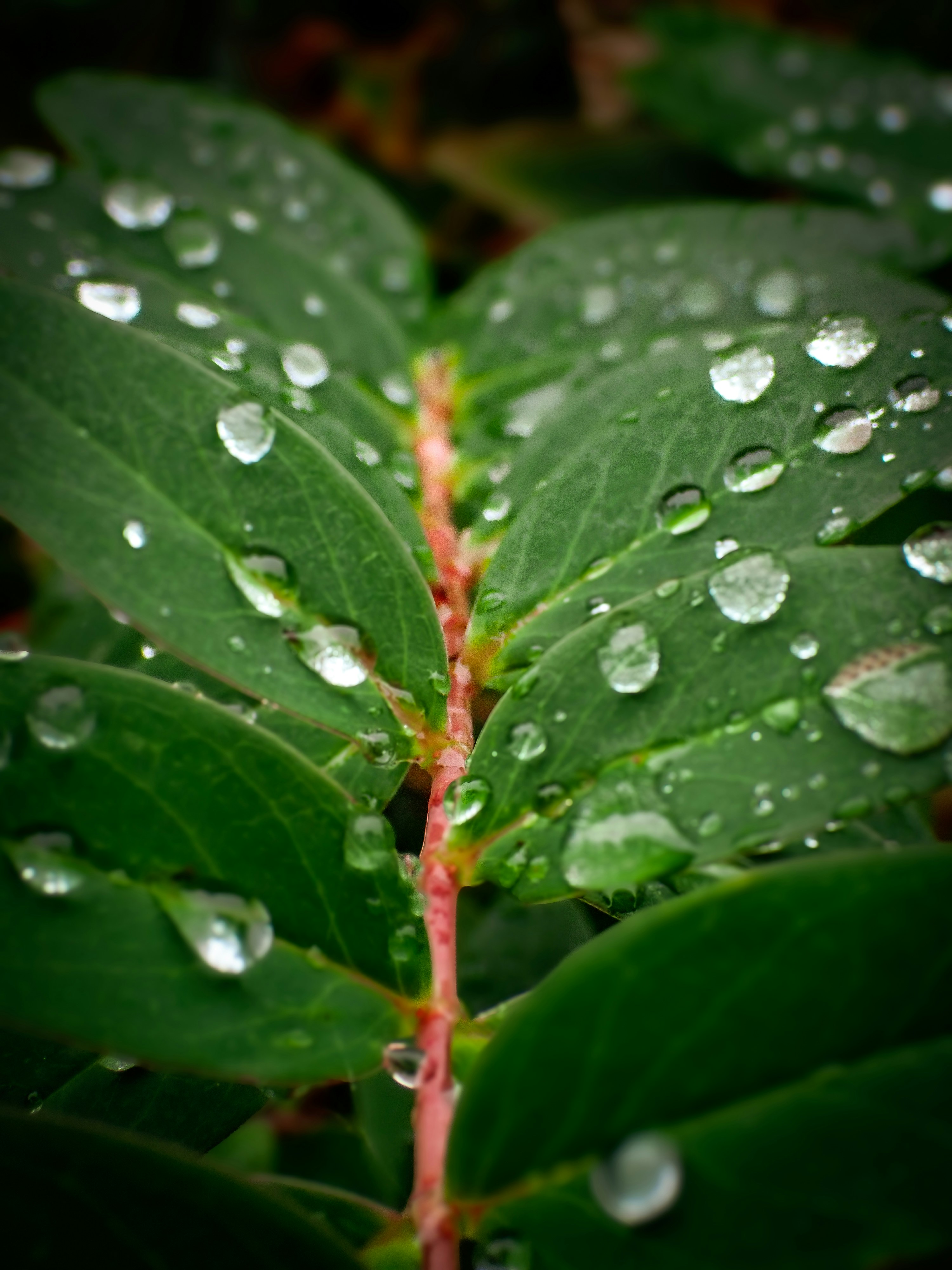 Photo by abushihabmarey