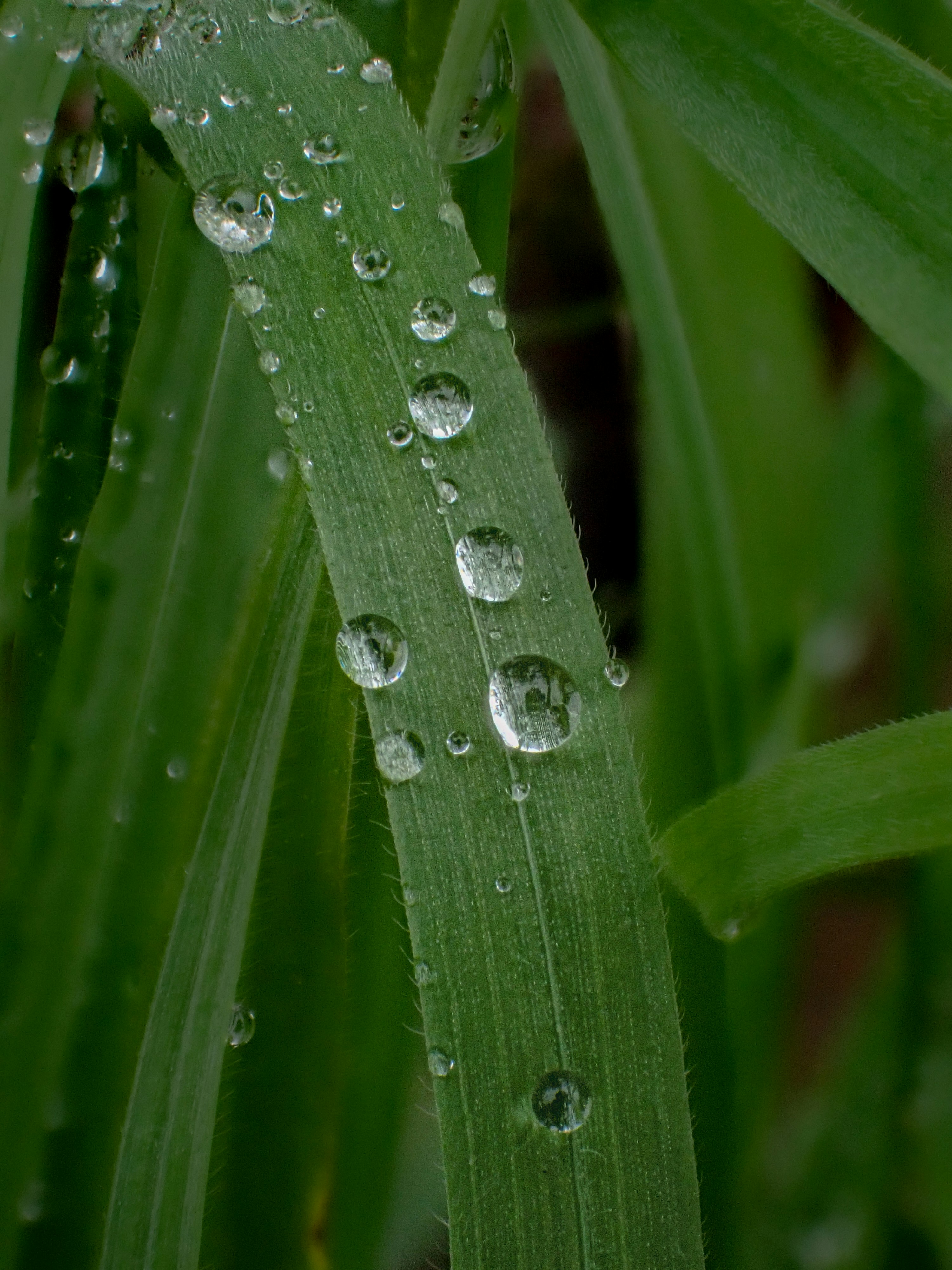 Photo by abushihabmarey