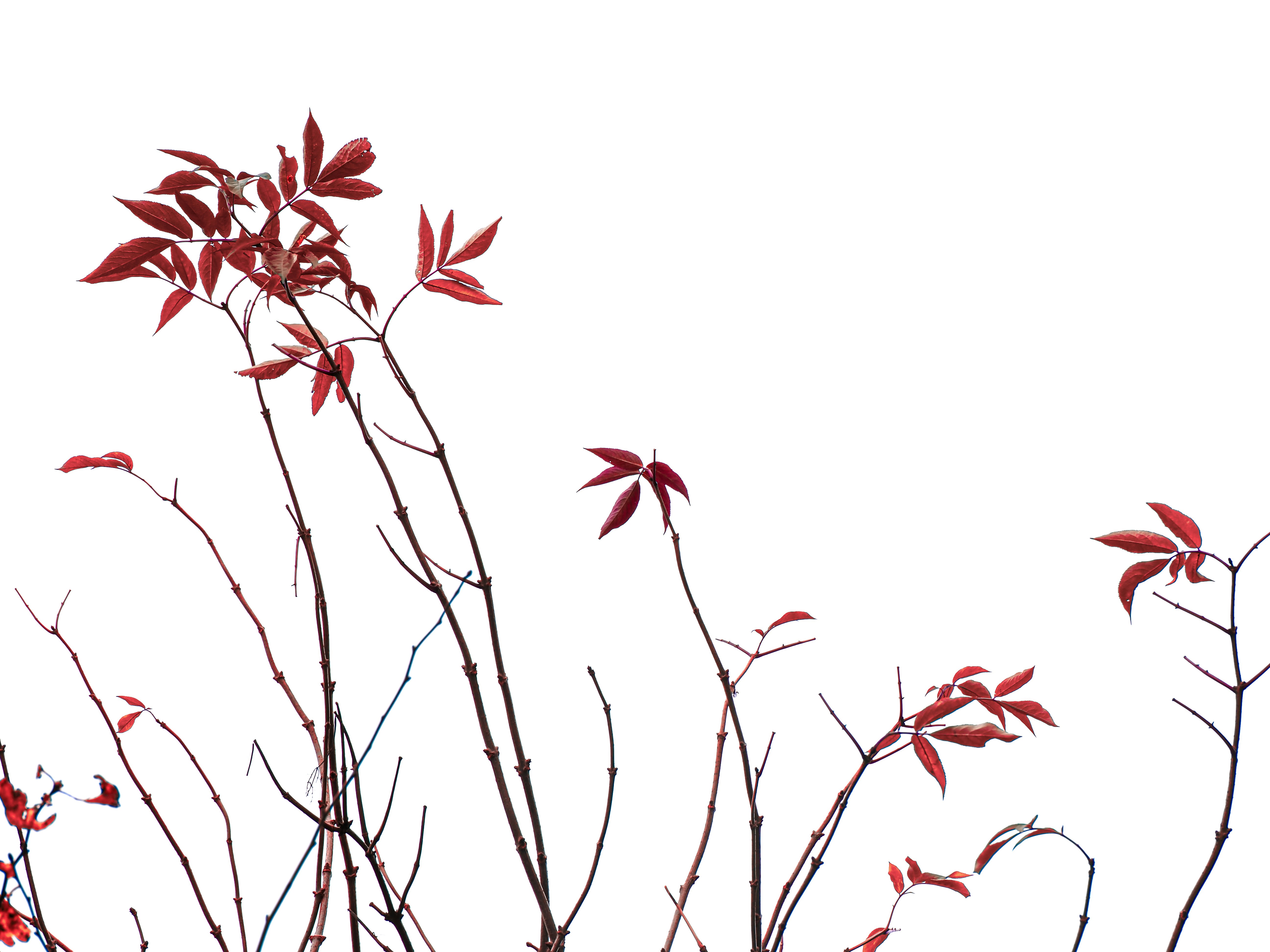 Photo by abushihabmarey