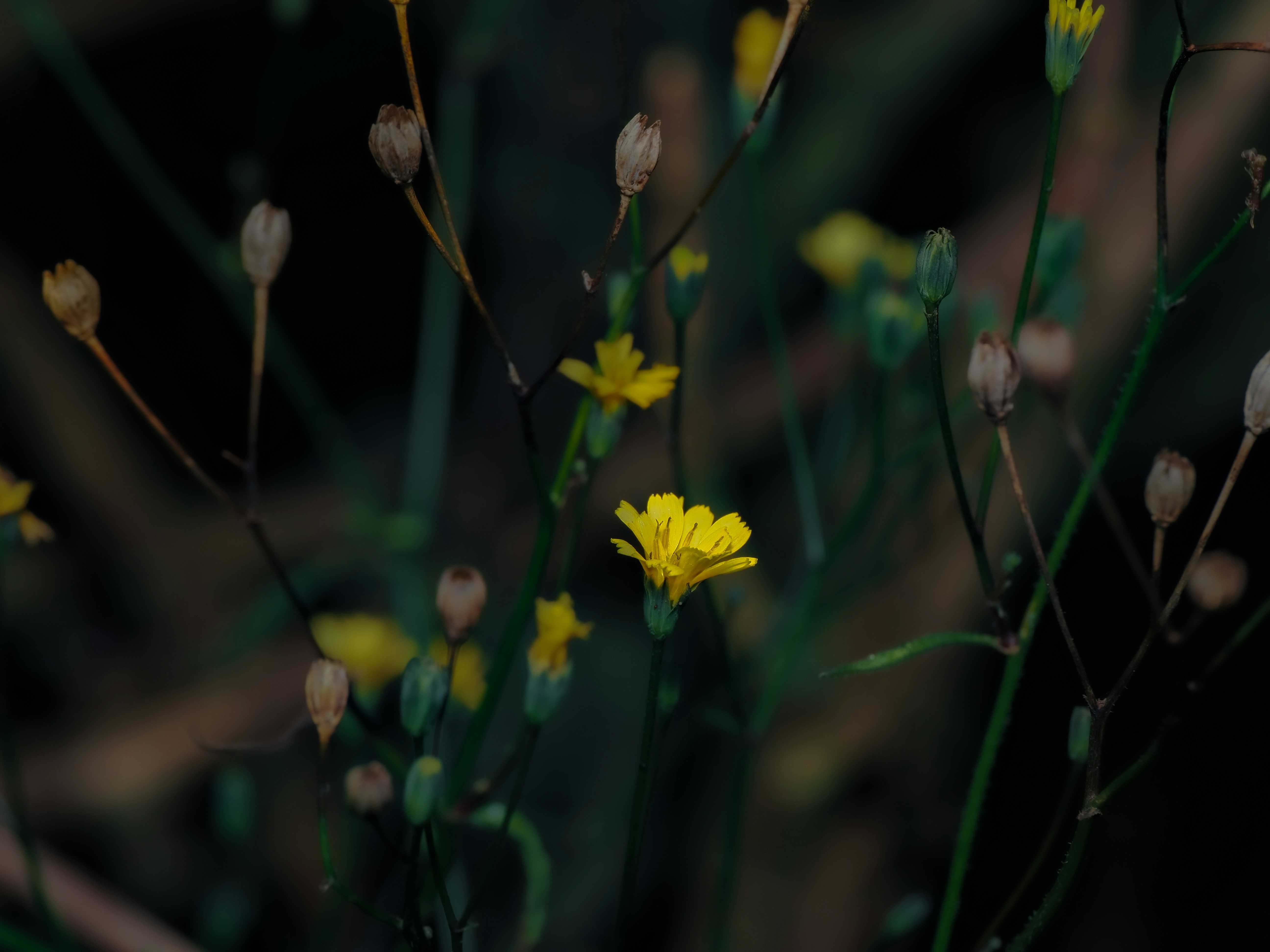 Photo by abushihabmarey