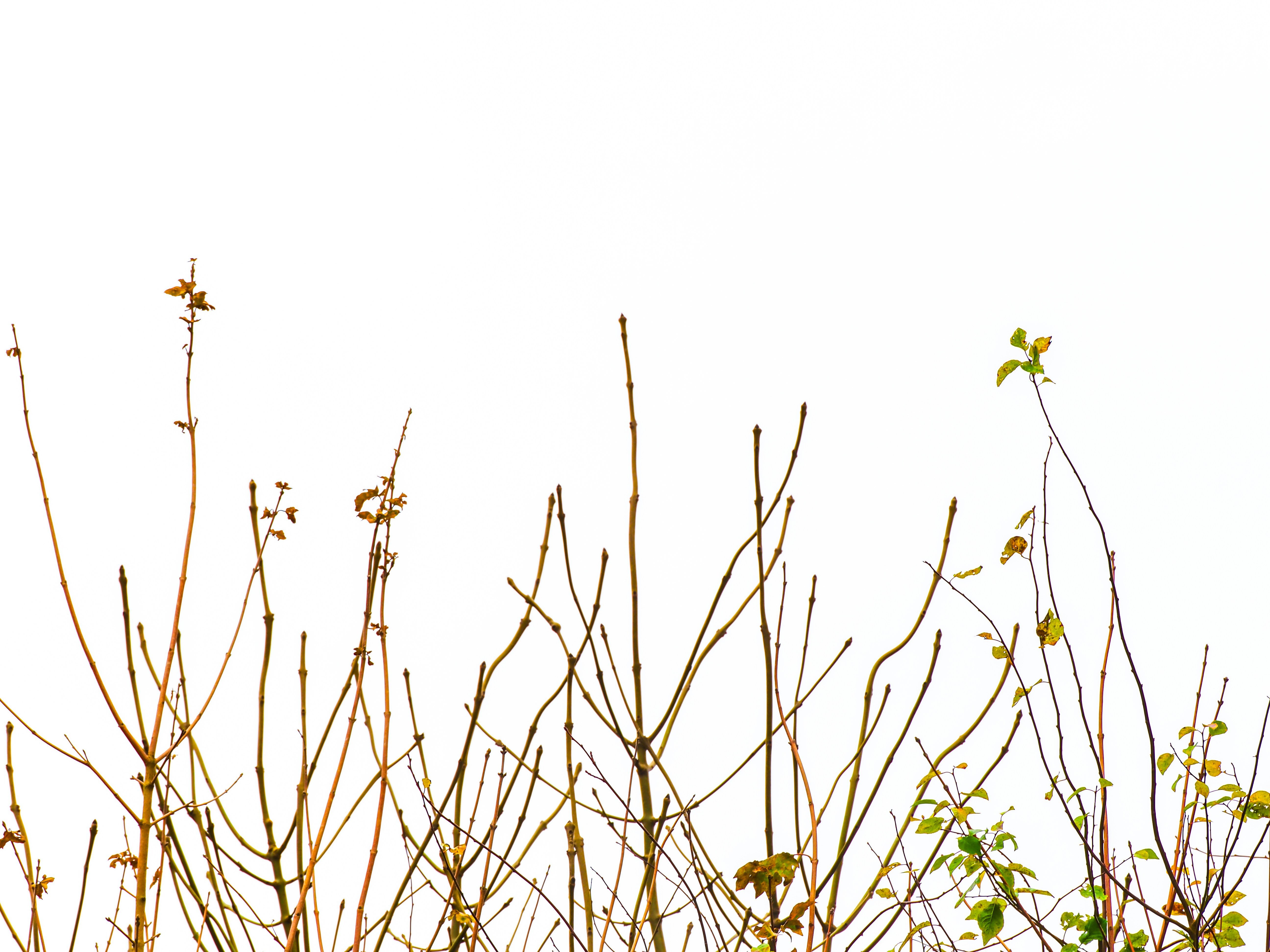 Photo by abushihabmarey