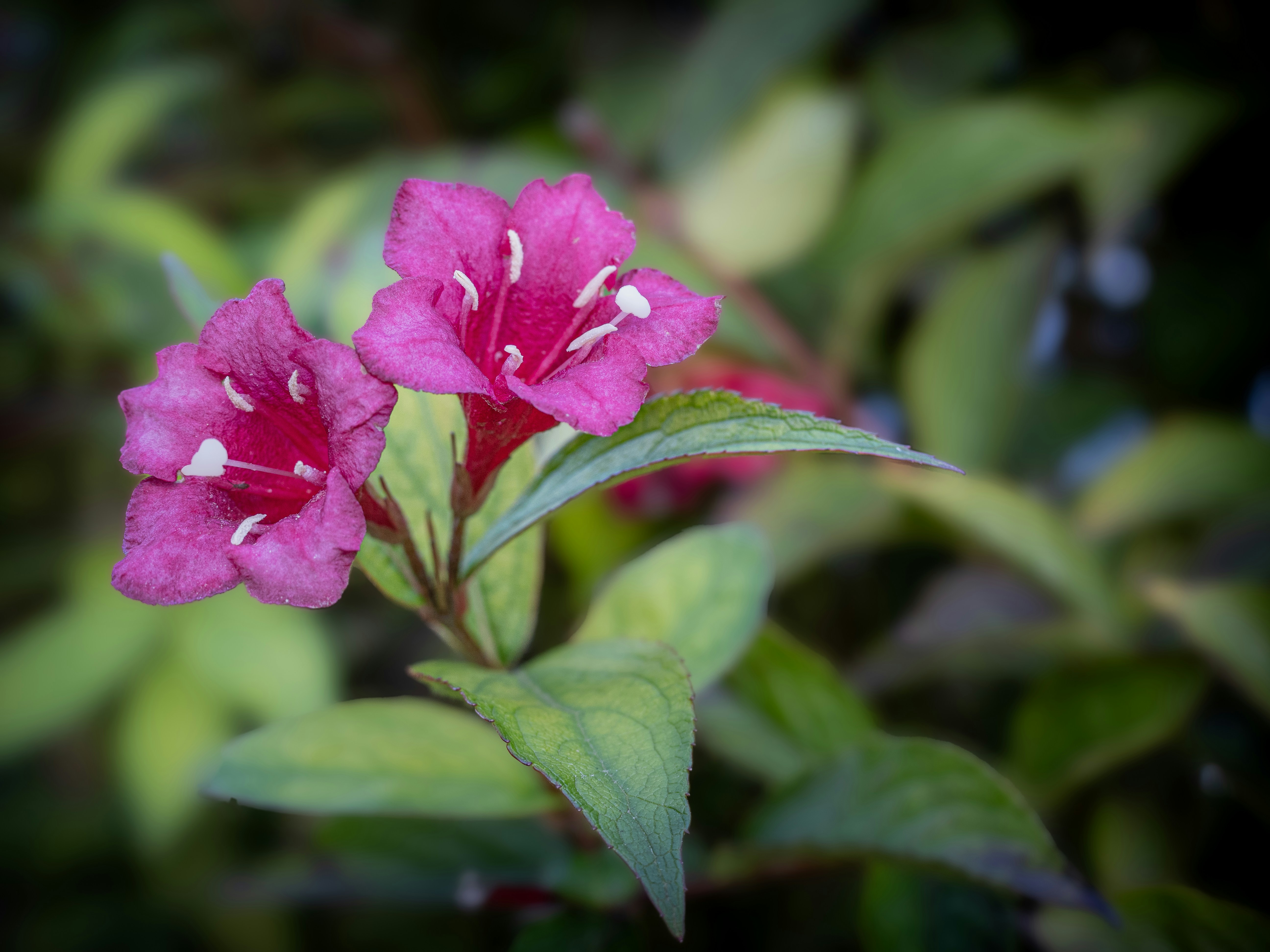 Photo by abushihabmarey