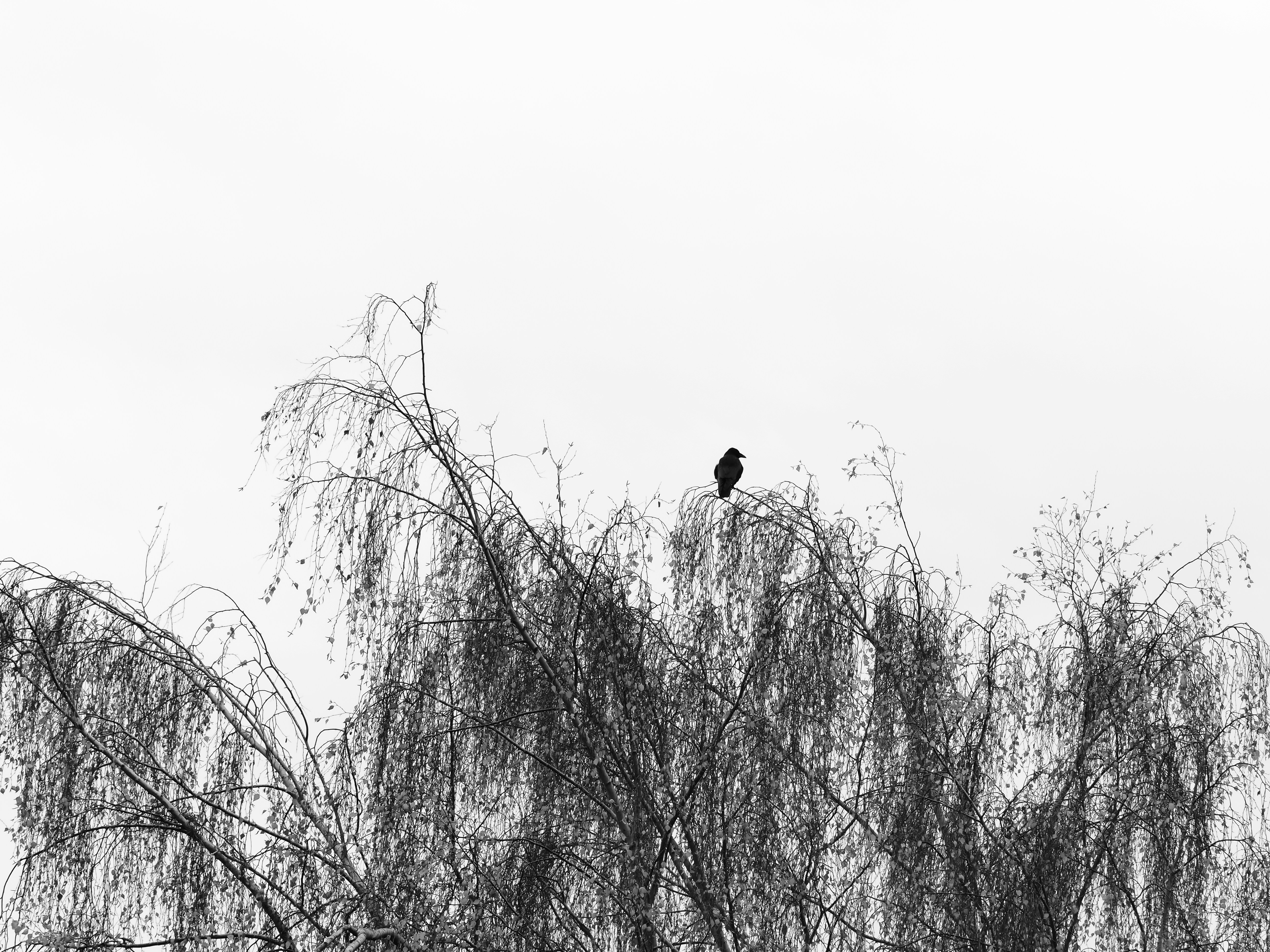 Photo by abushihabmarey