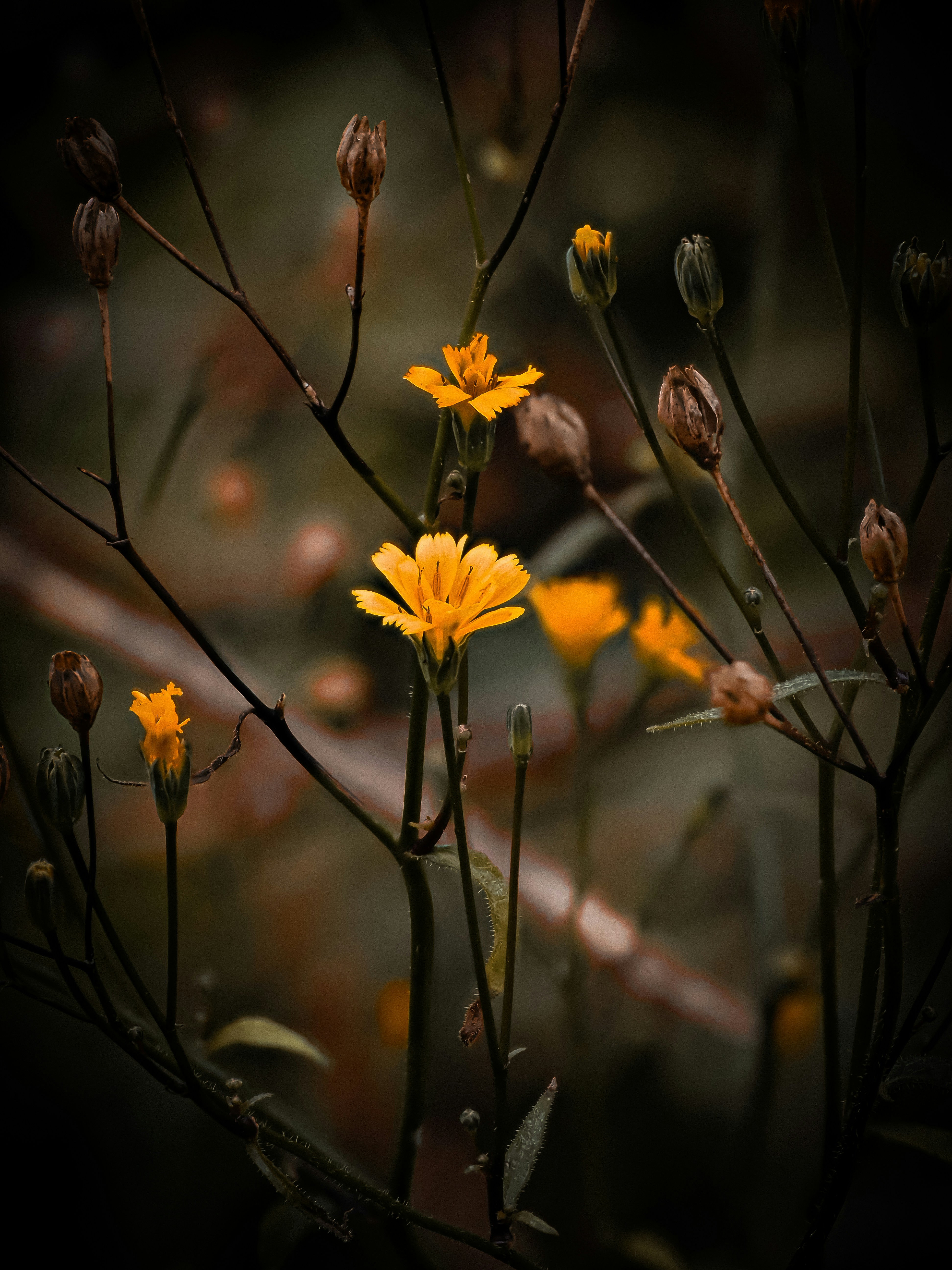 Photo by abushihabmarey