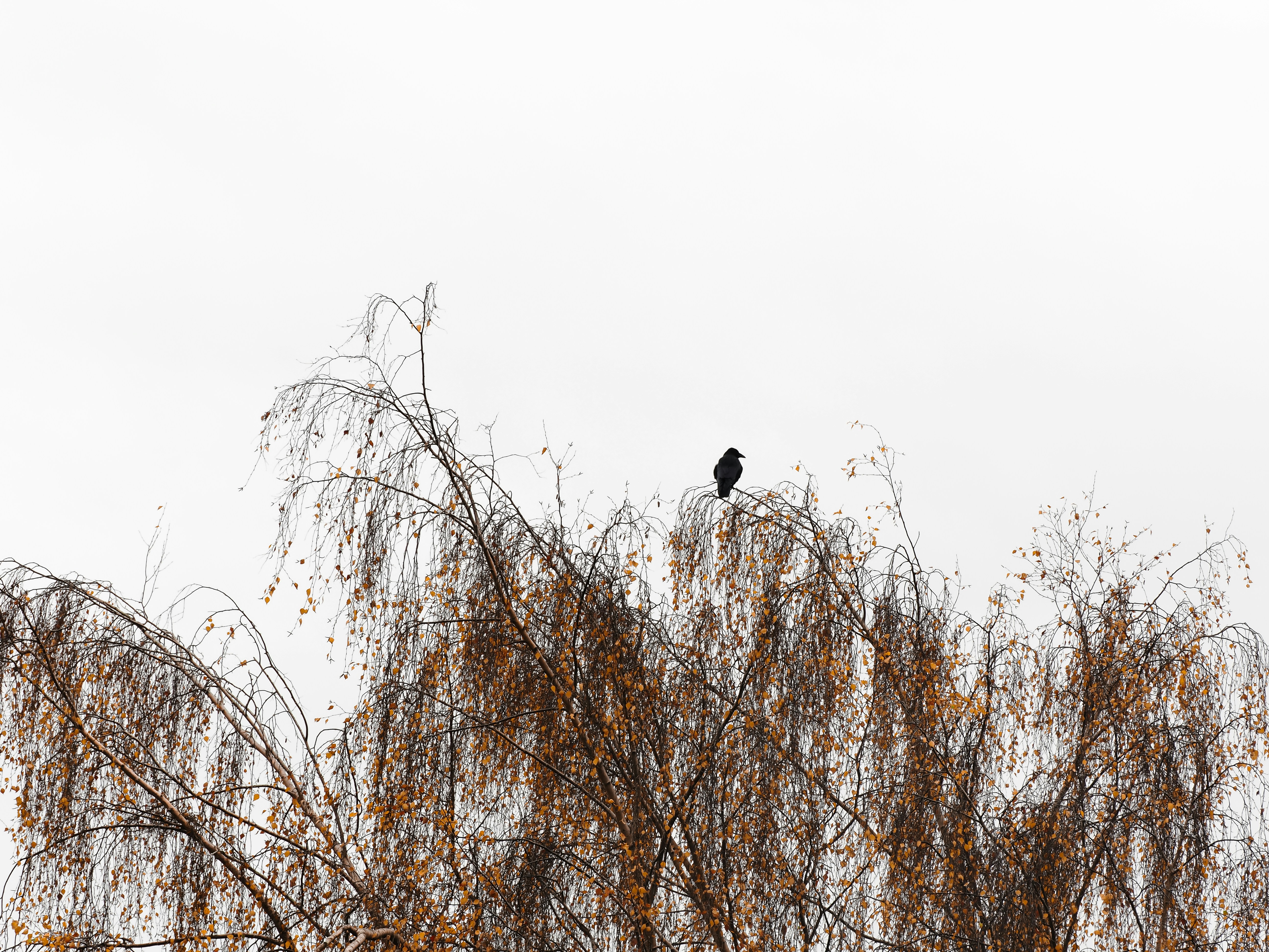 Photo by abushihabmarey