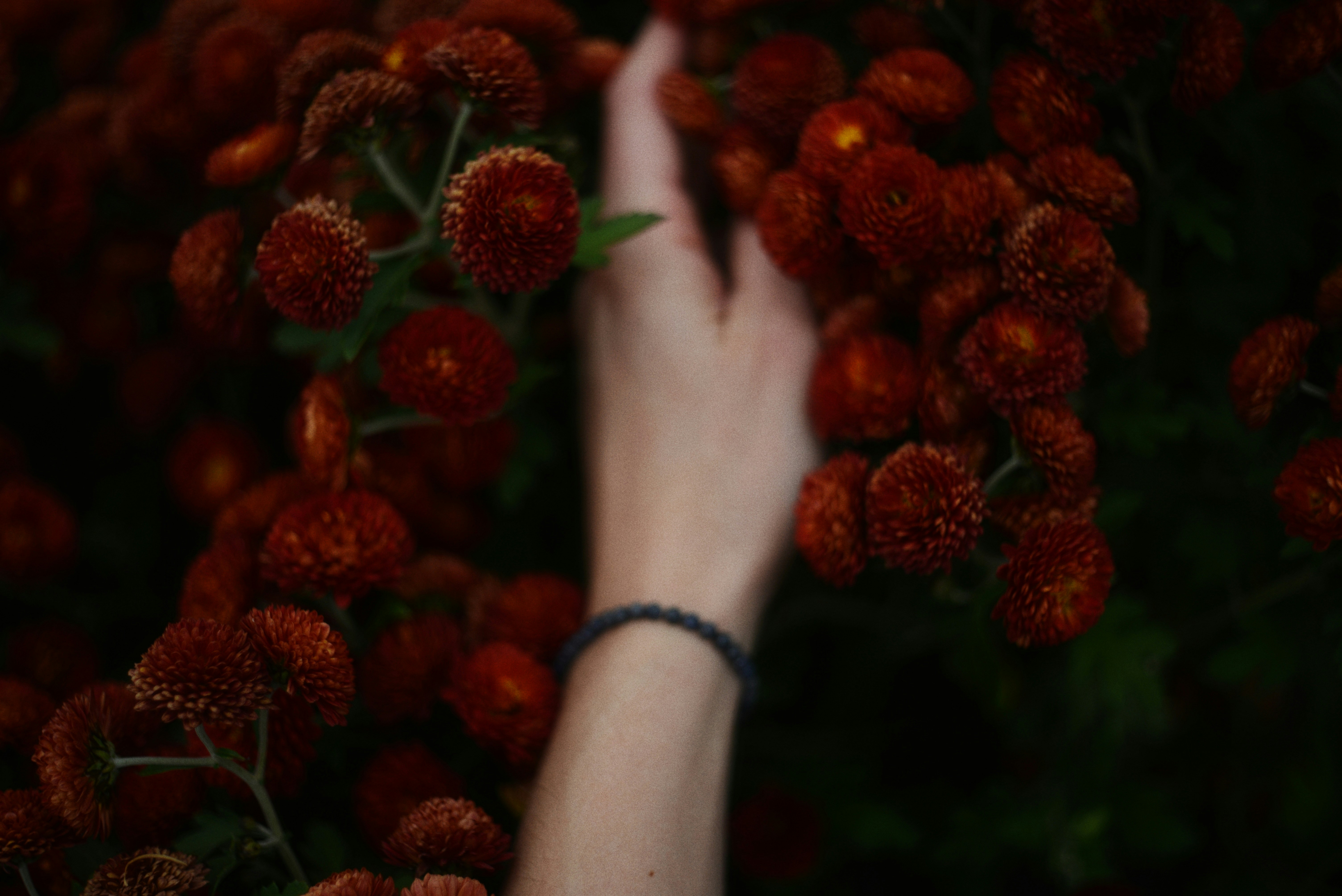 赤い花の束に手を伸ばす女性の手