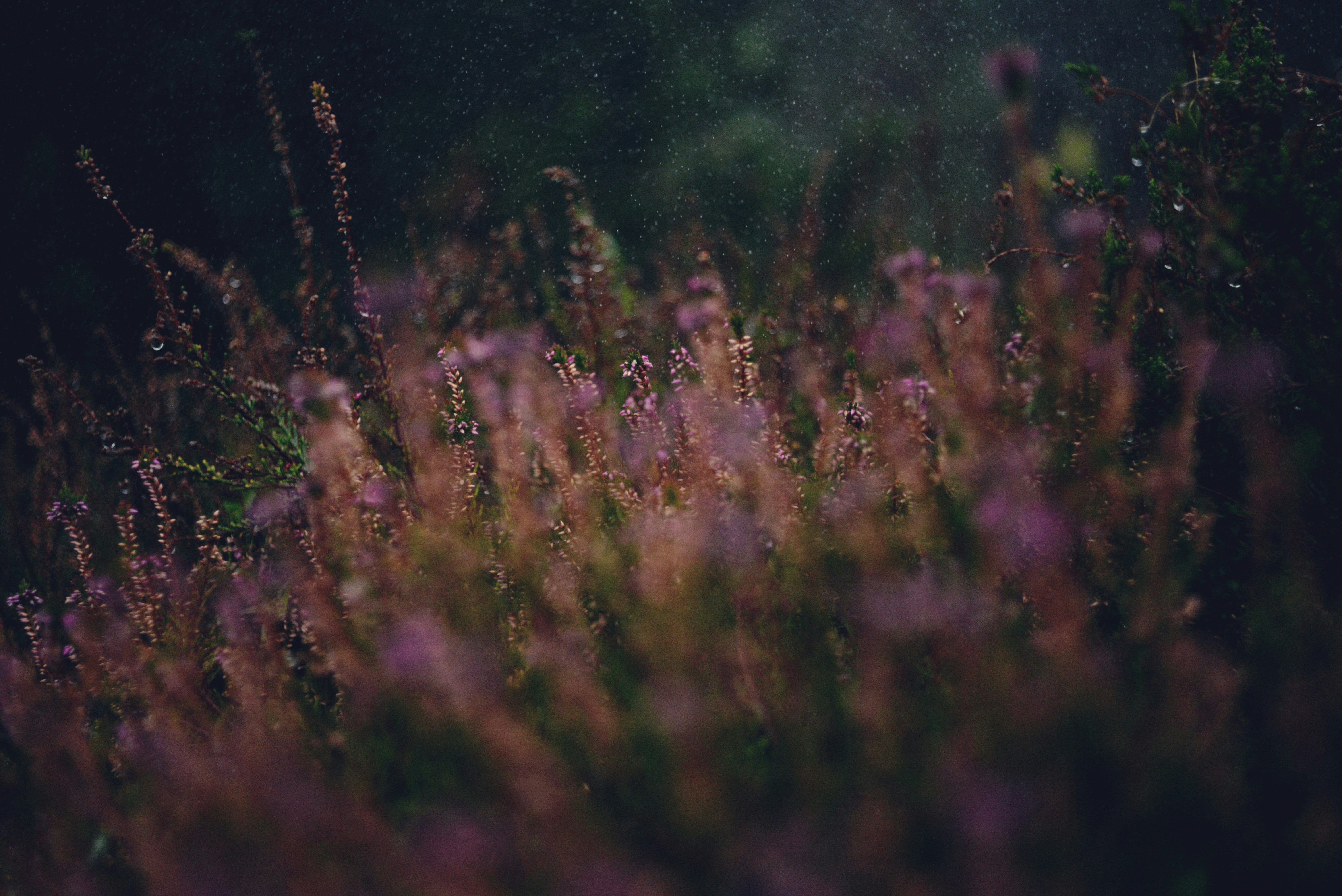 Photo by cherstve_pechivo