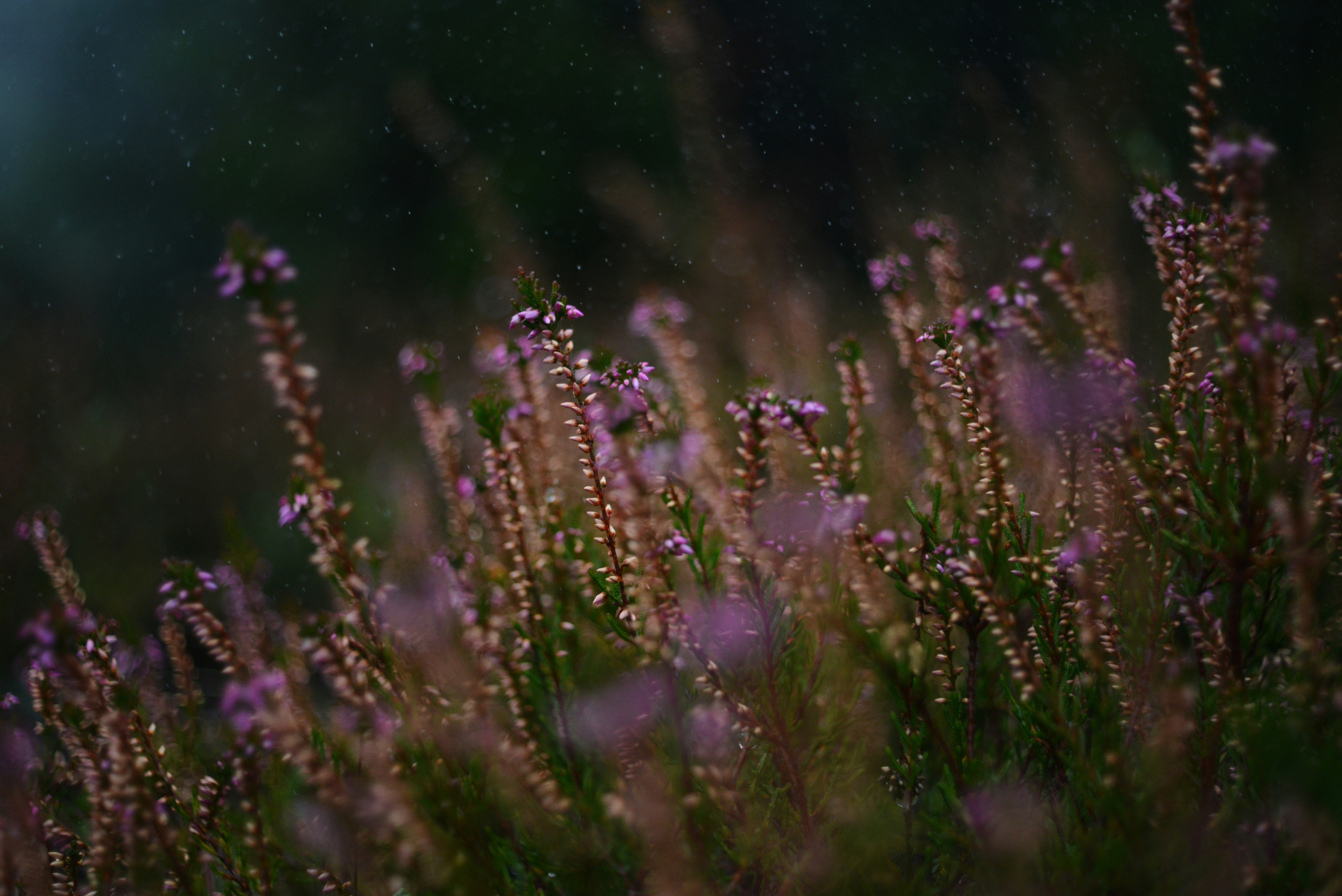 Photo by cherstve_pechivo