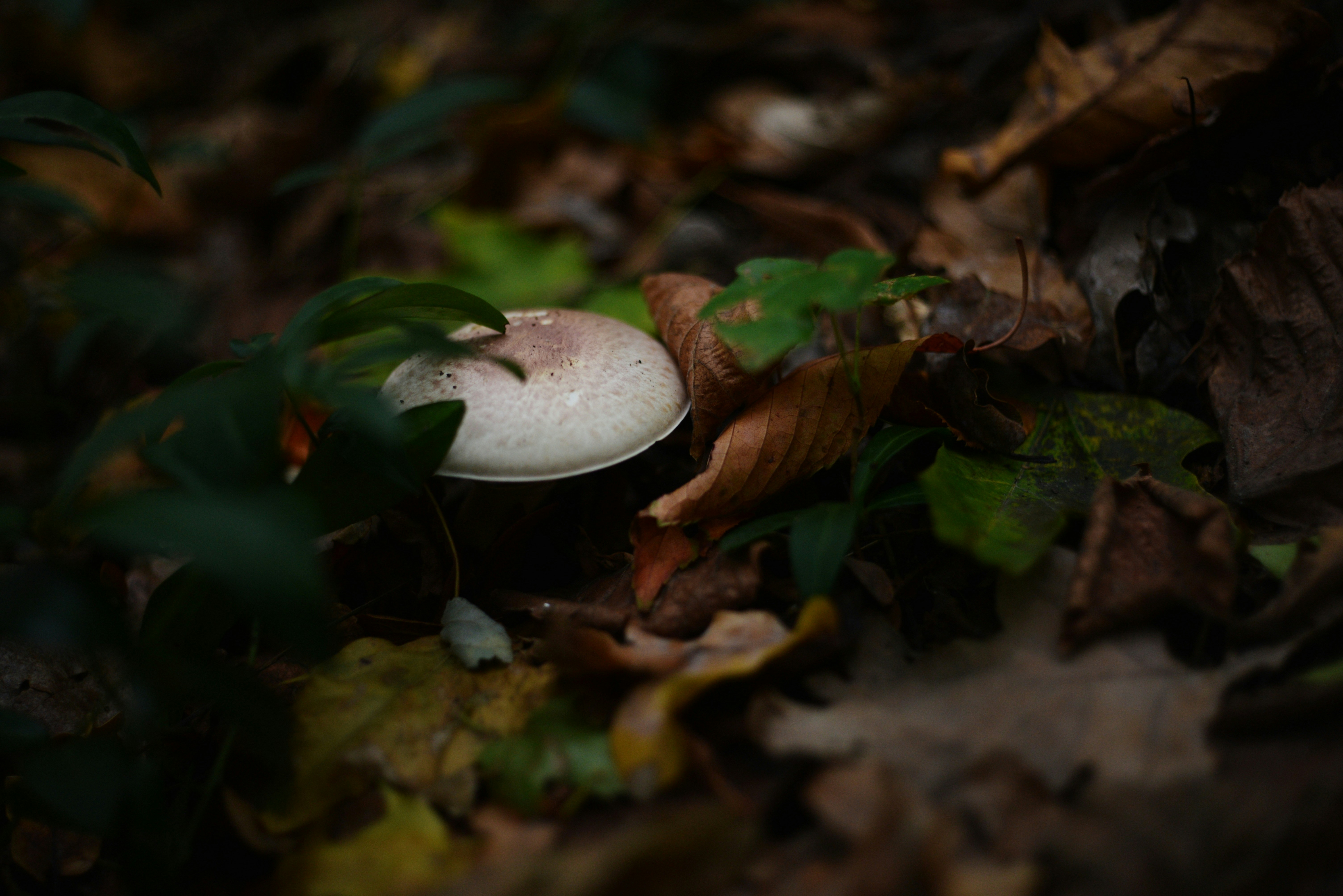 Photo by cherstve_pechivo