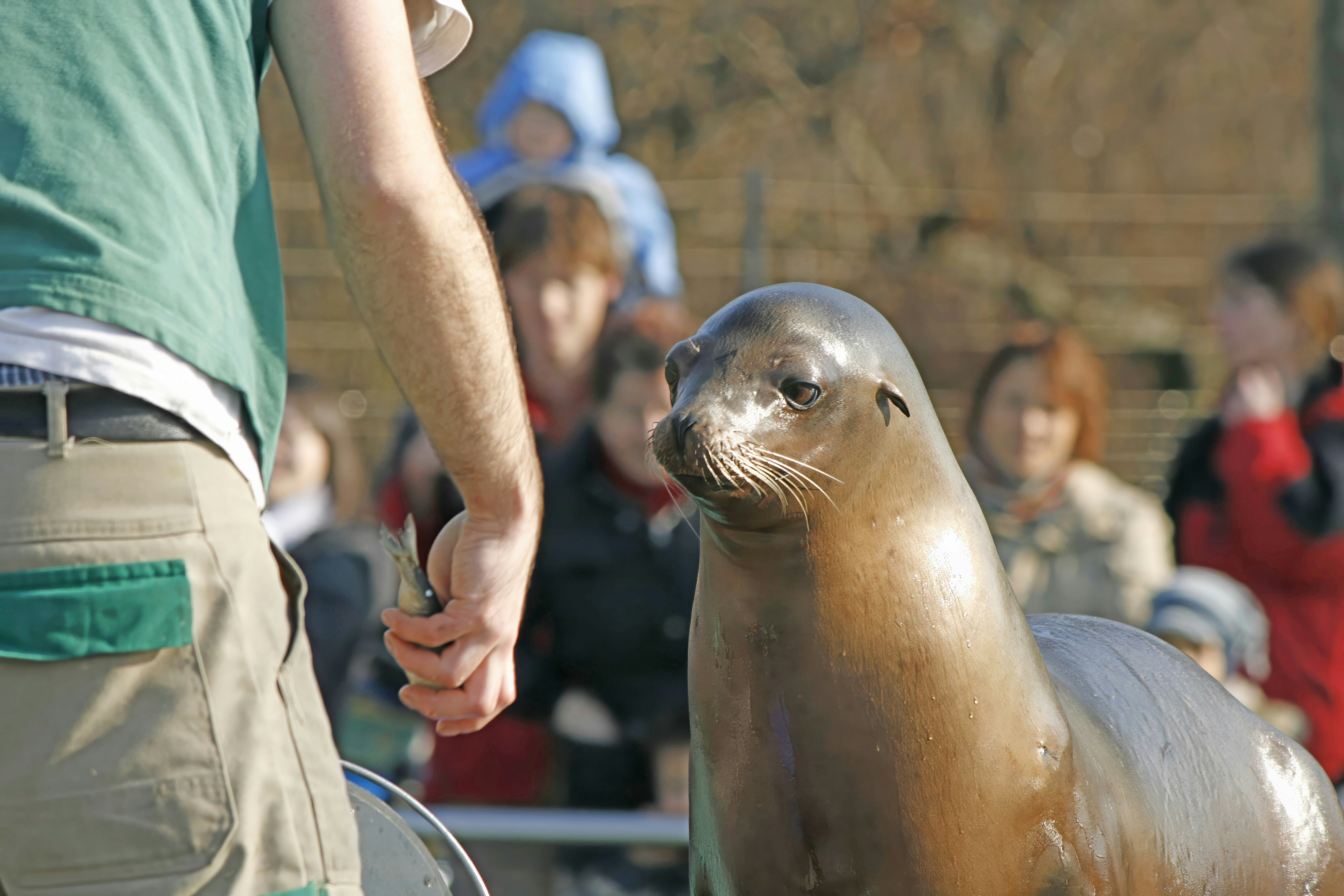 A sea lion statue being held by a man