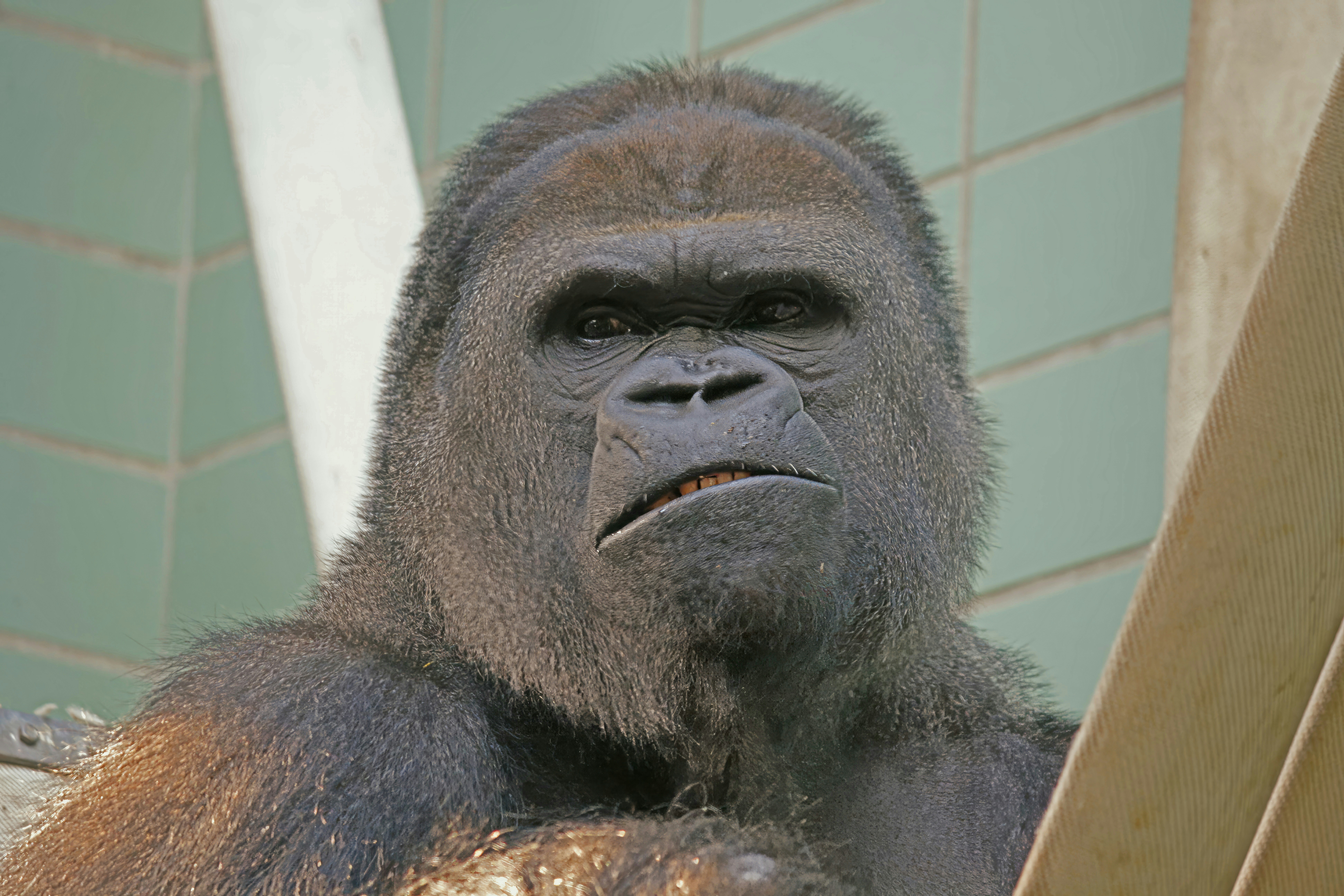A gorilla sitting on top of a wooden bench