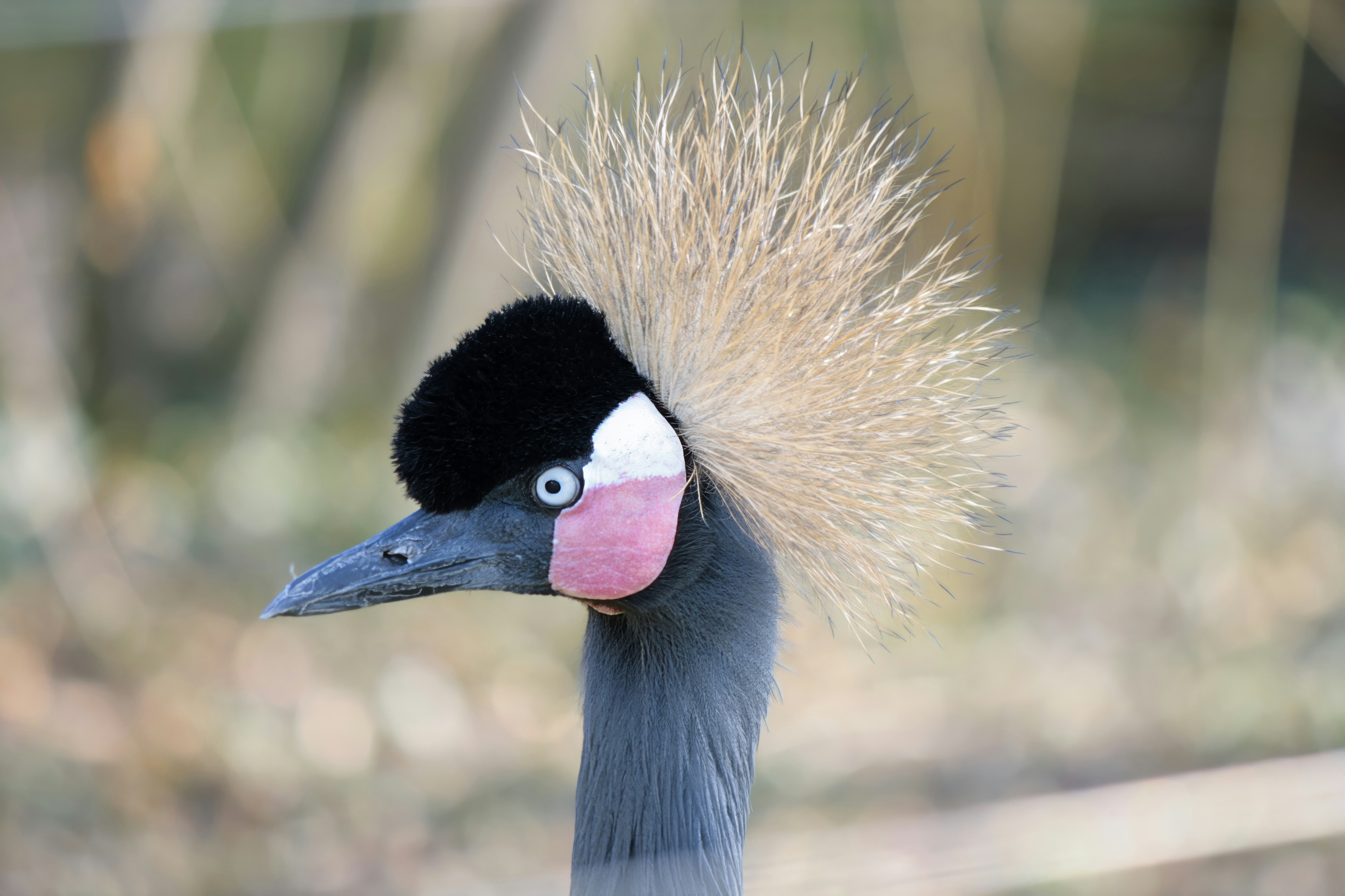 A close up of a bird with a long neck