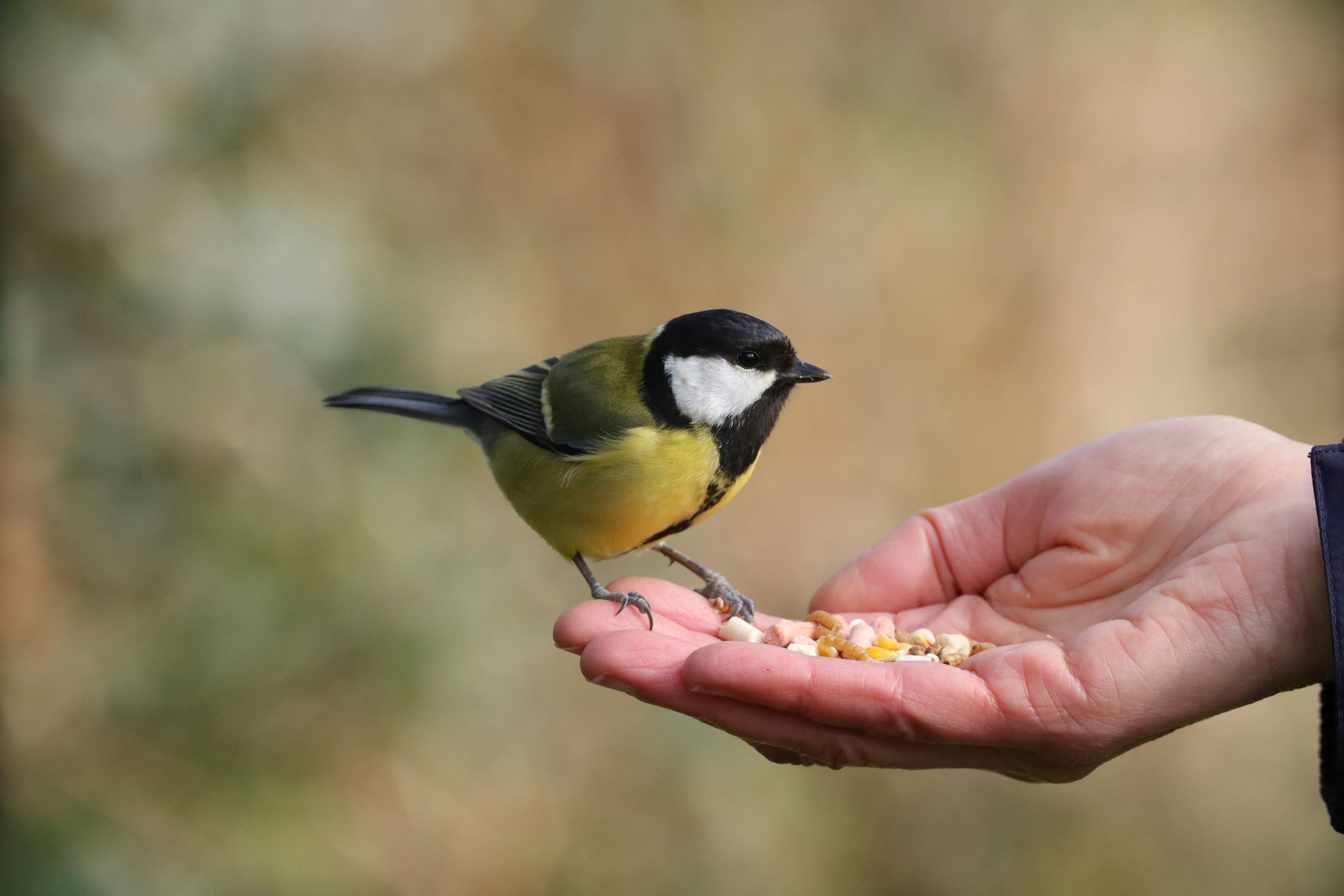A person holding a small bird in their hand