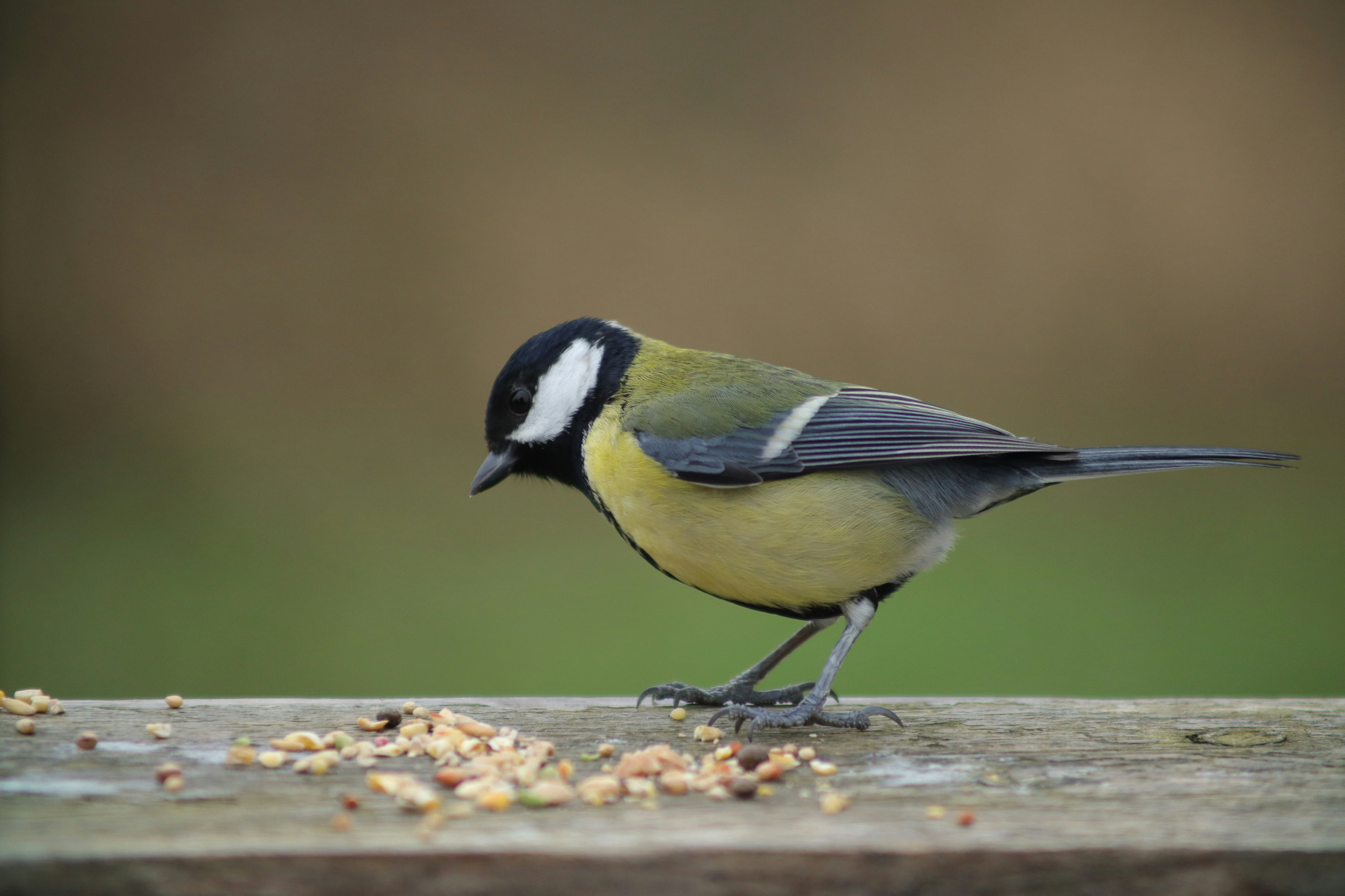 Photo by thedevonartist