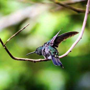 A hummingbird perched on a branch in a tree