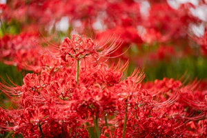 피안화(히간바나) 시즌