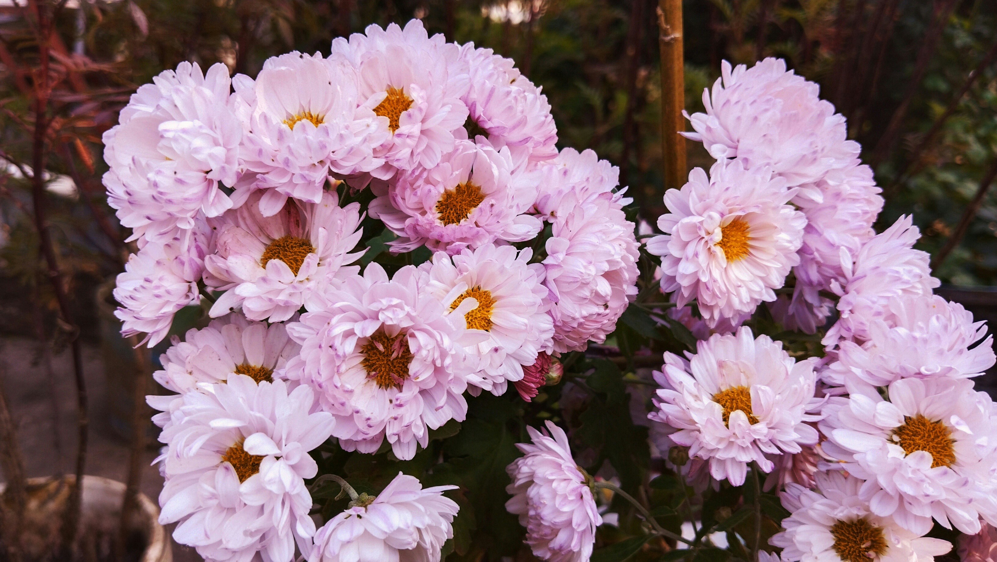 Photo by mahinishrak