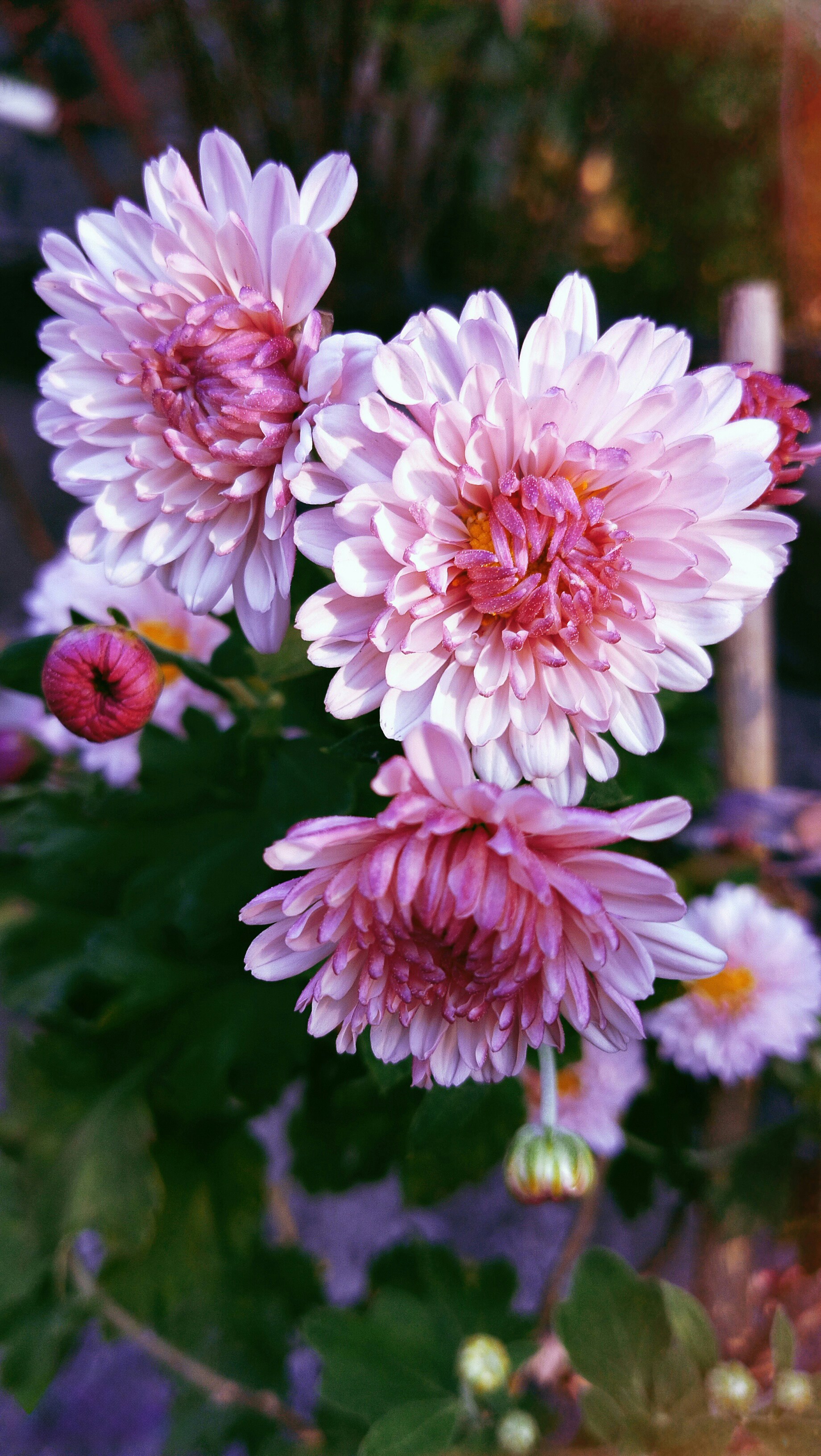 Photo by mahinishrak