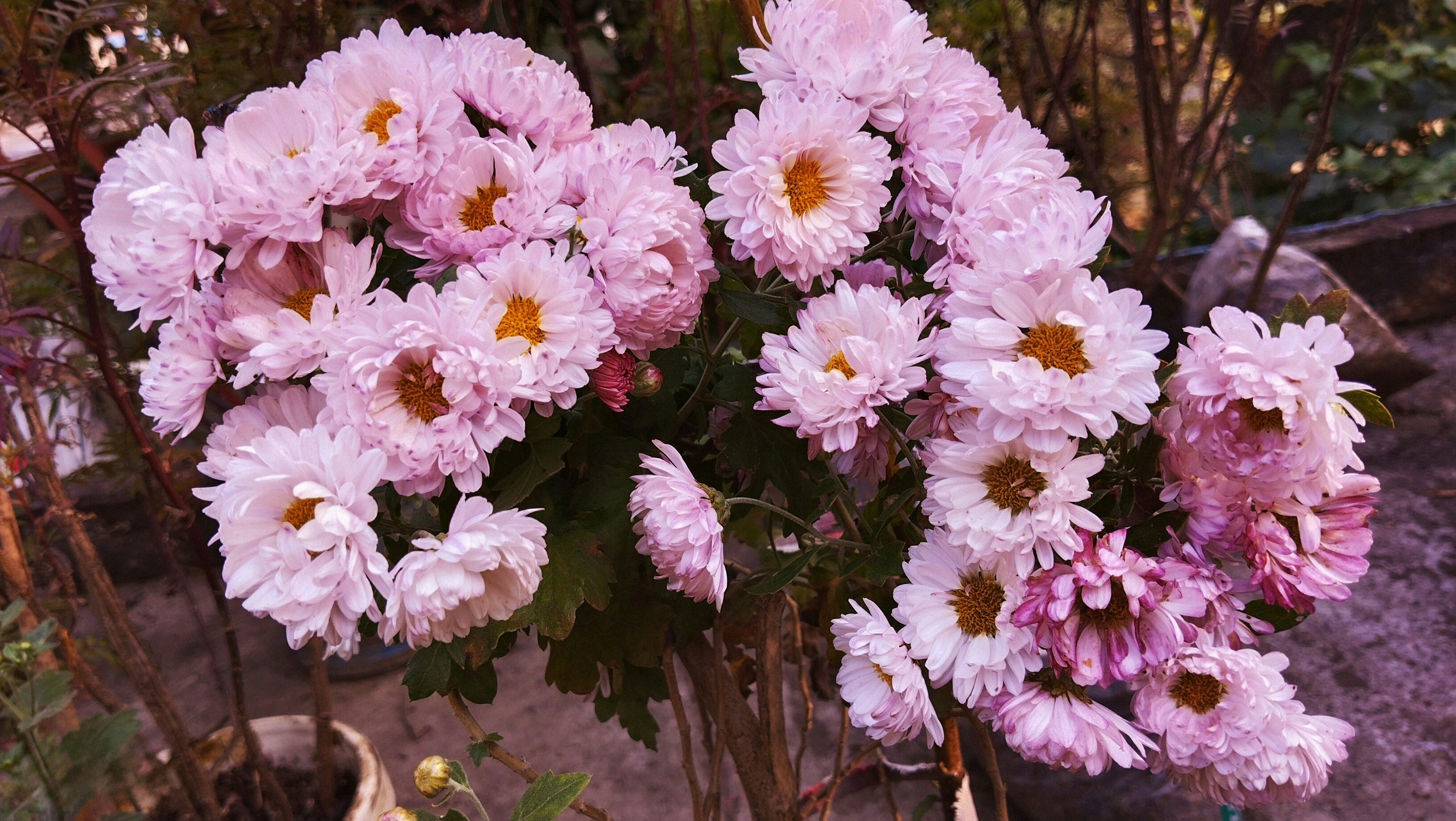 Photo by mahinishrak