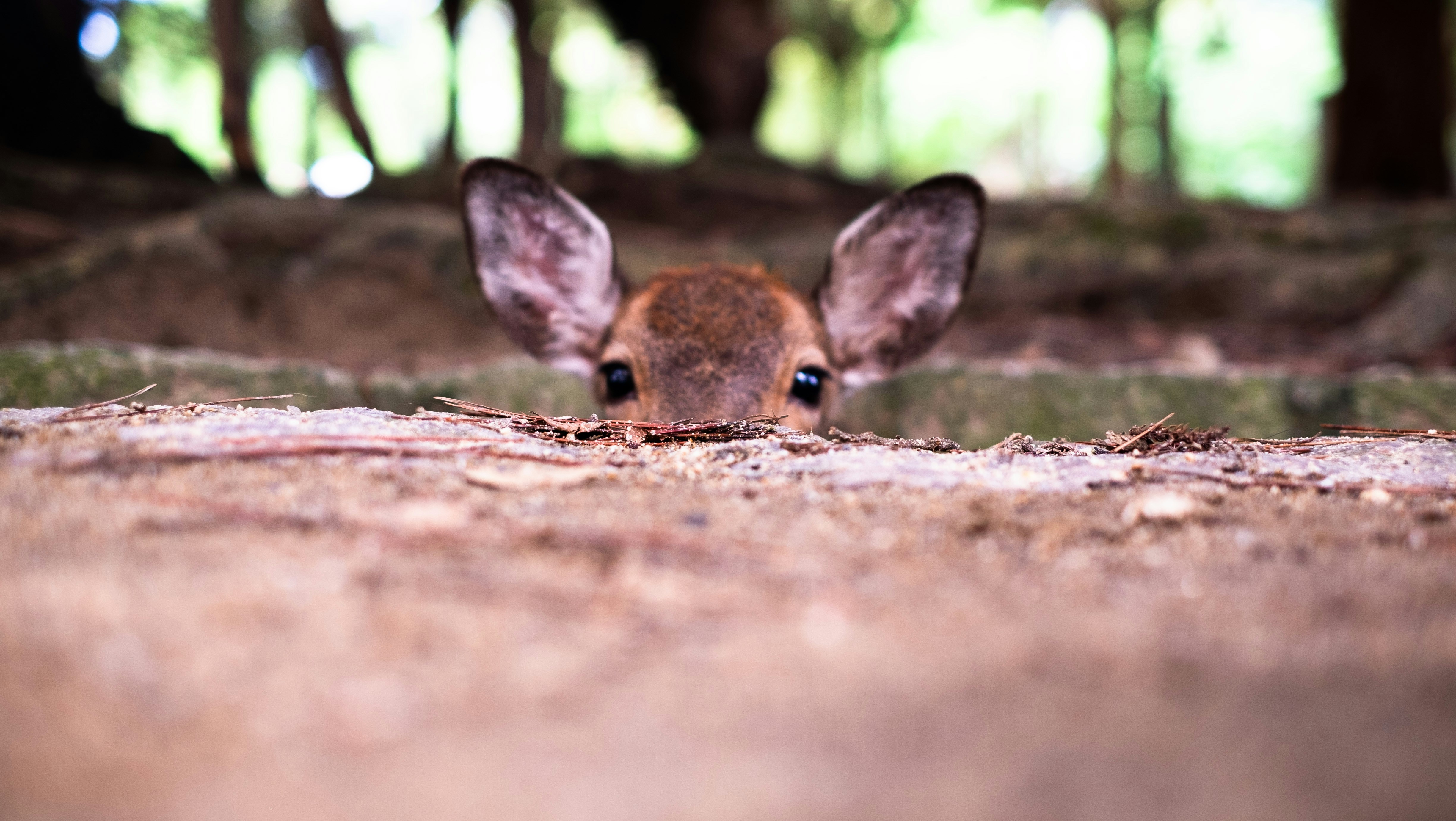 A small brown animal standing on top of a forest floor