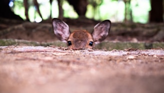 A small brown animal standing on top of a forest floor