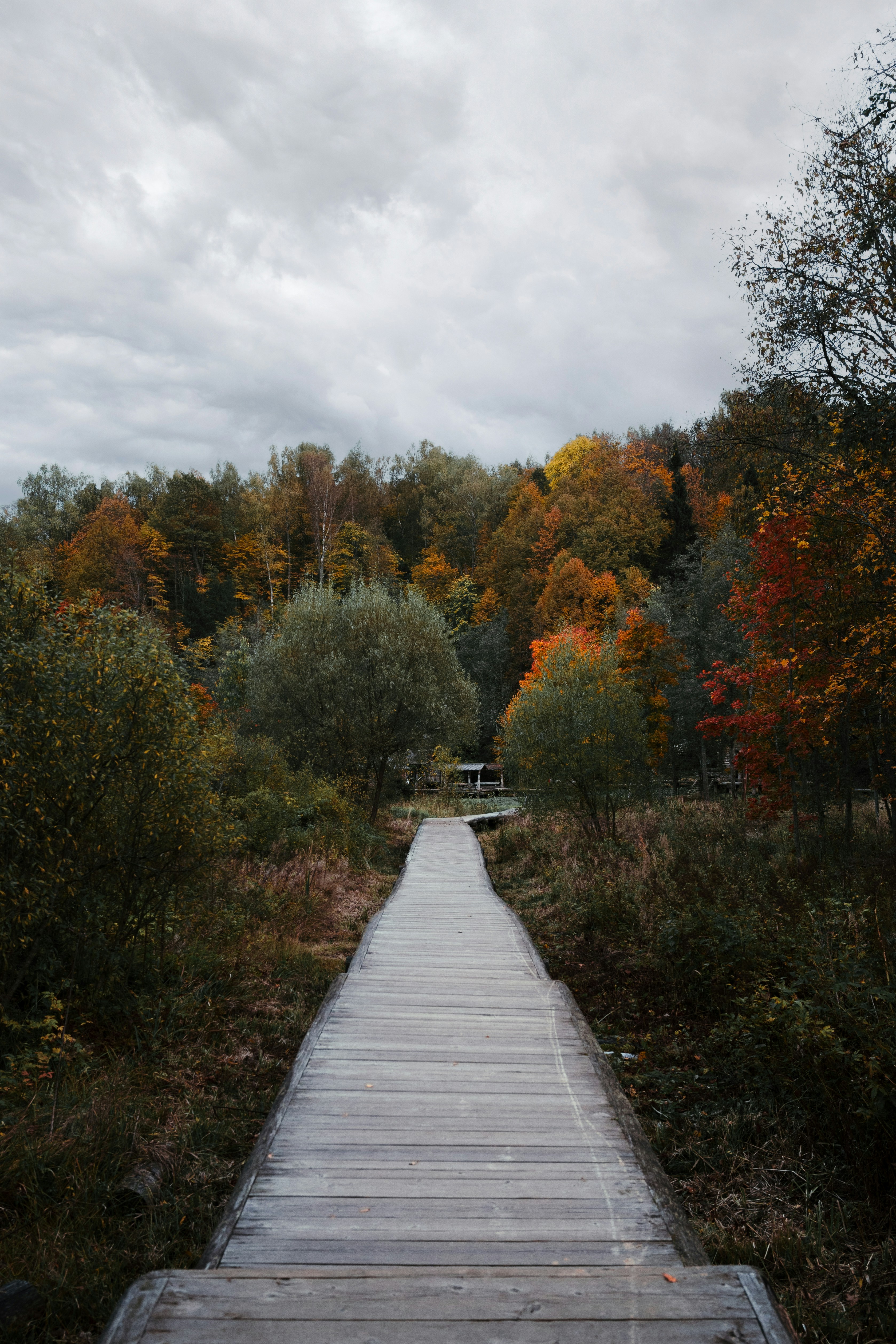 A wooden walkway in the middle of a forest
