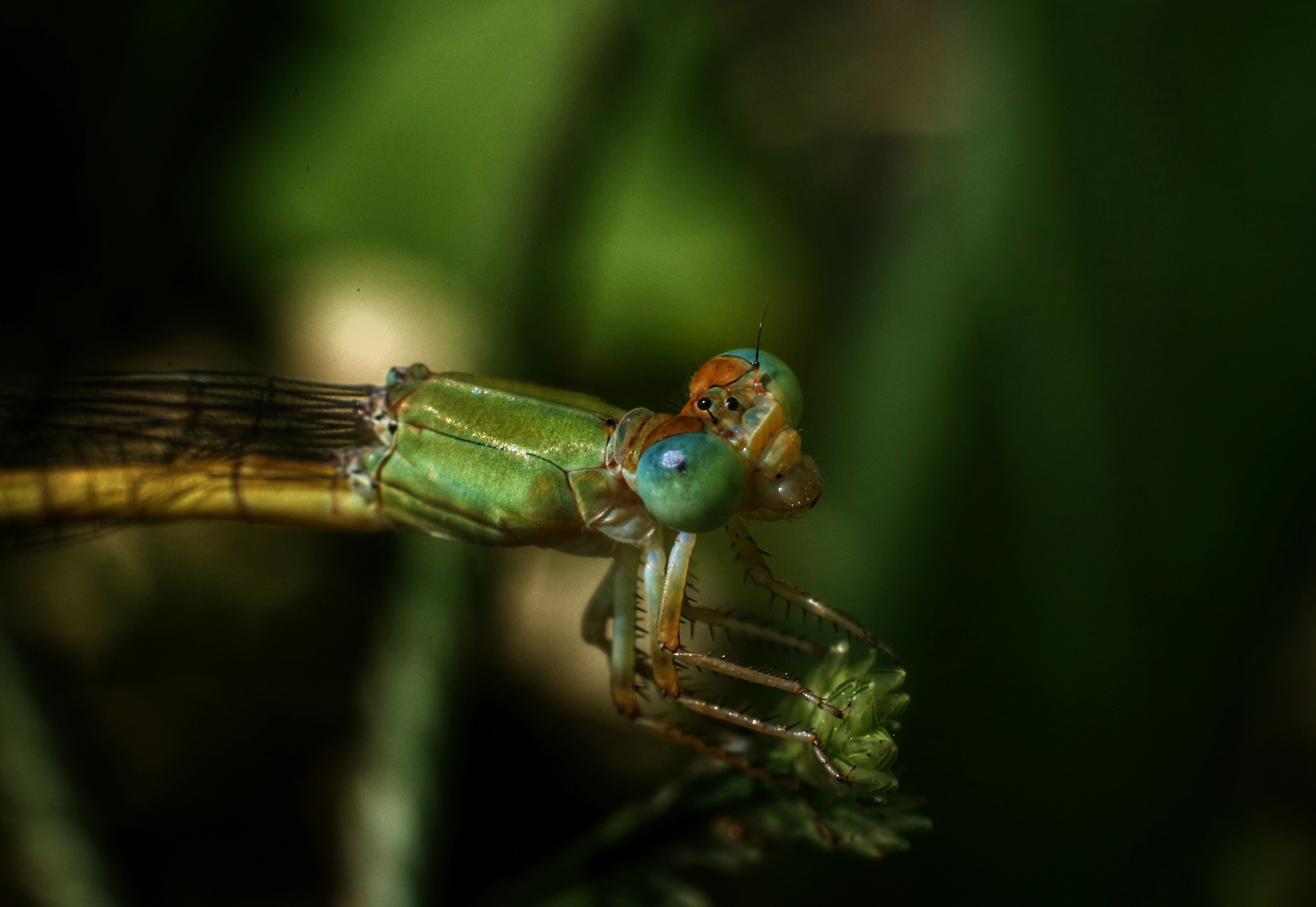 A close up of a bug on a plant