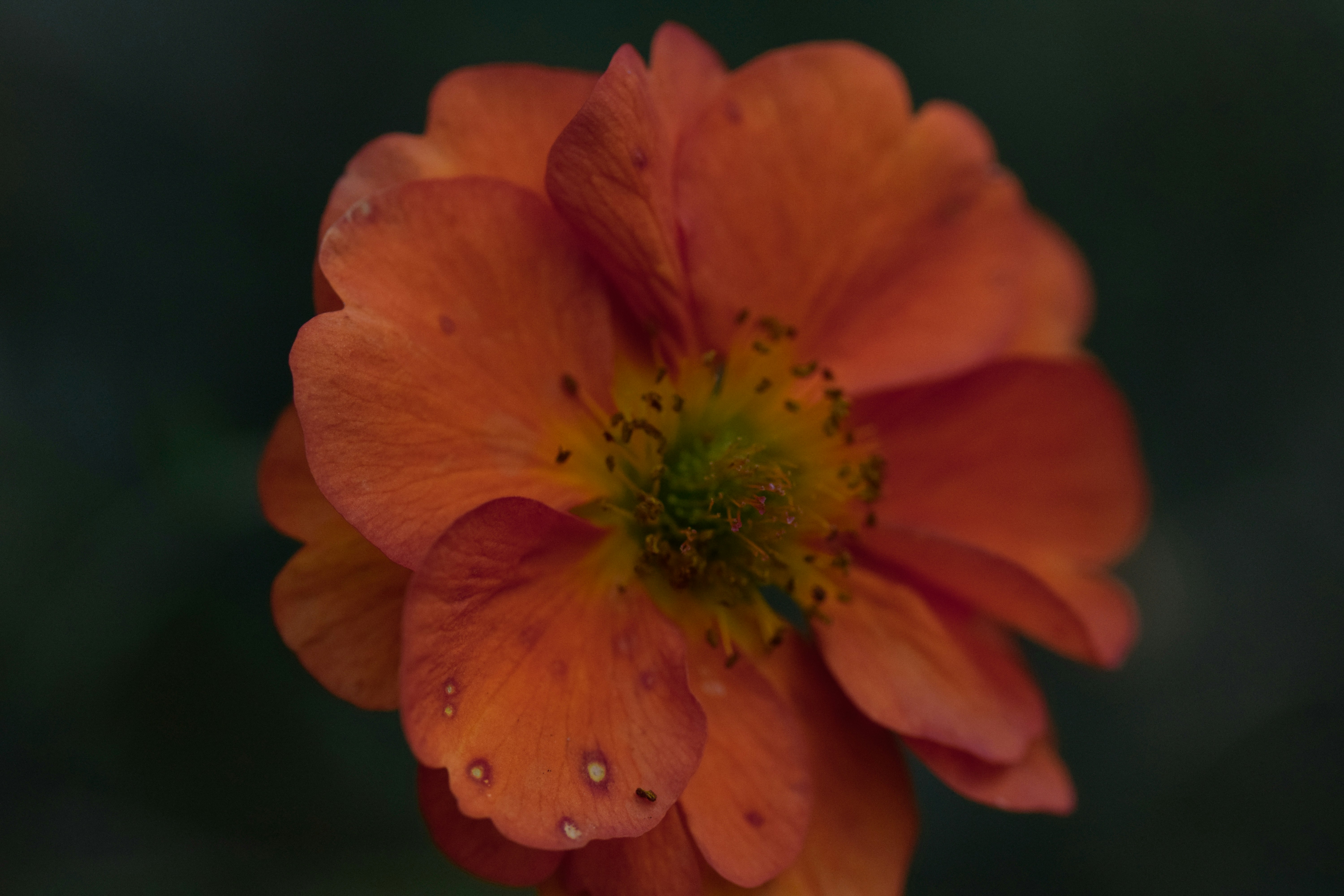 Photo by moniquedi