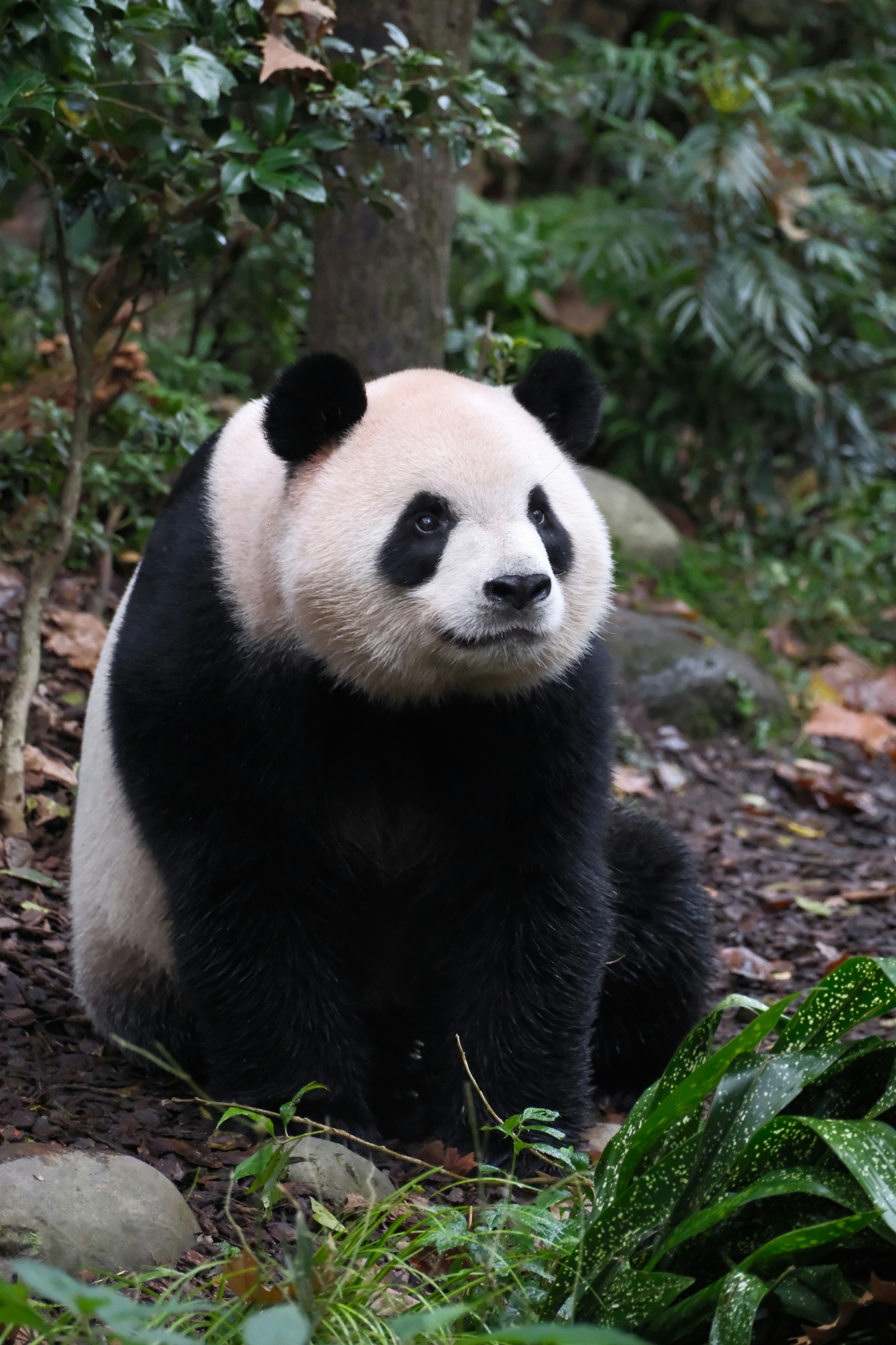 A panda bear sitting on the ground in a forest