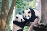A couple of pandas that are sitting in a tree