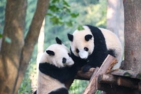 A couple of pandas that are sitting in a tree