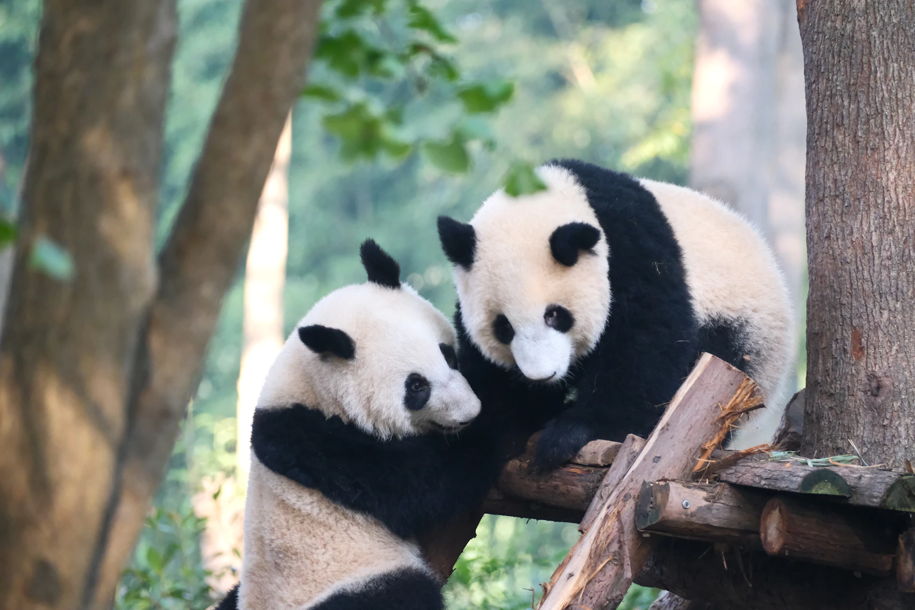Giant panda in Chengdu