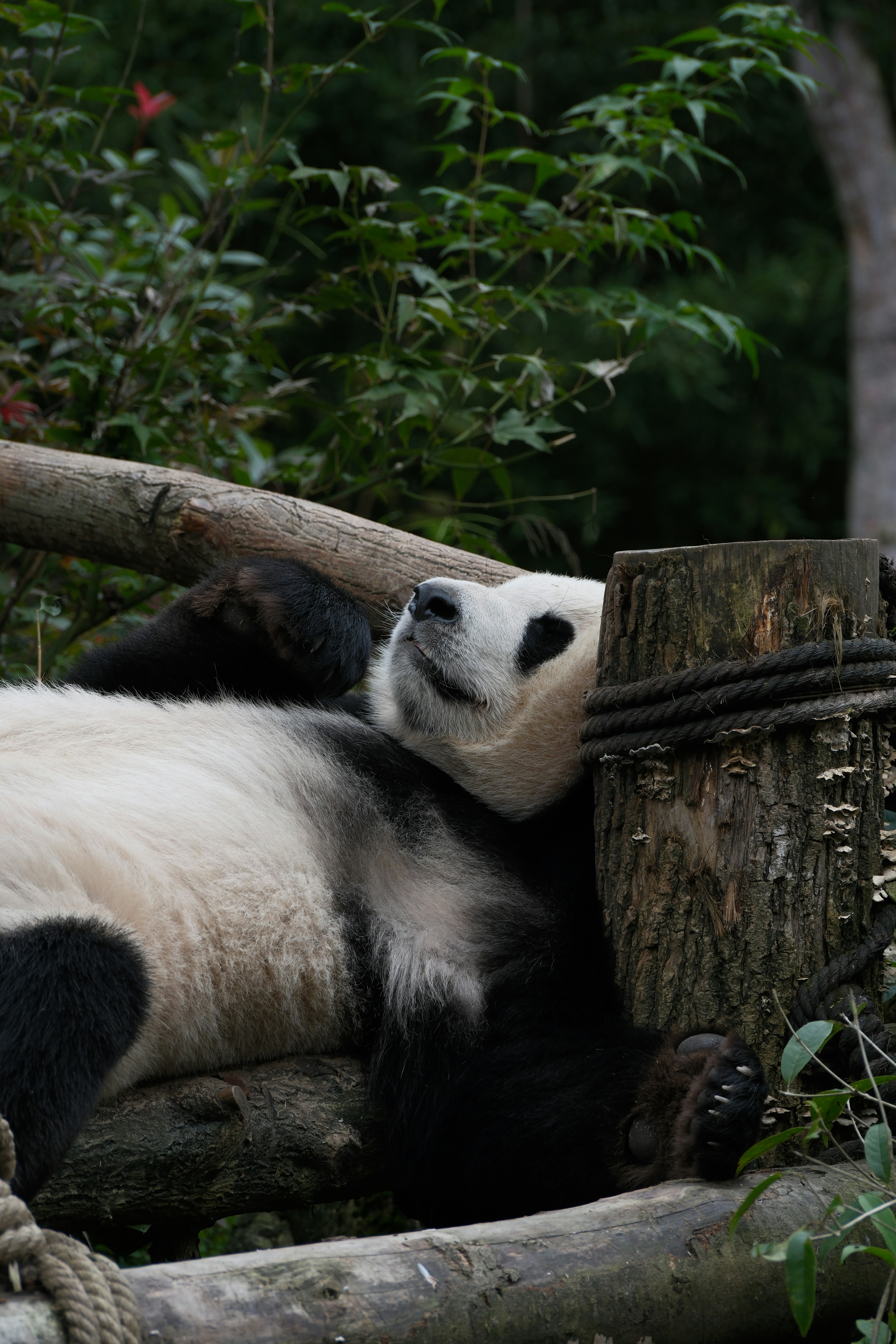 Giant panda resting on weathered logs with a rope-wrapped post, surrounded by lush green foliage.