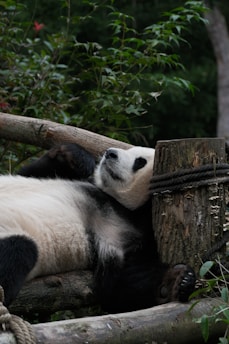 A panda bear laying on top of a pile of logs falling asleep with melatonin gummies for sleep