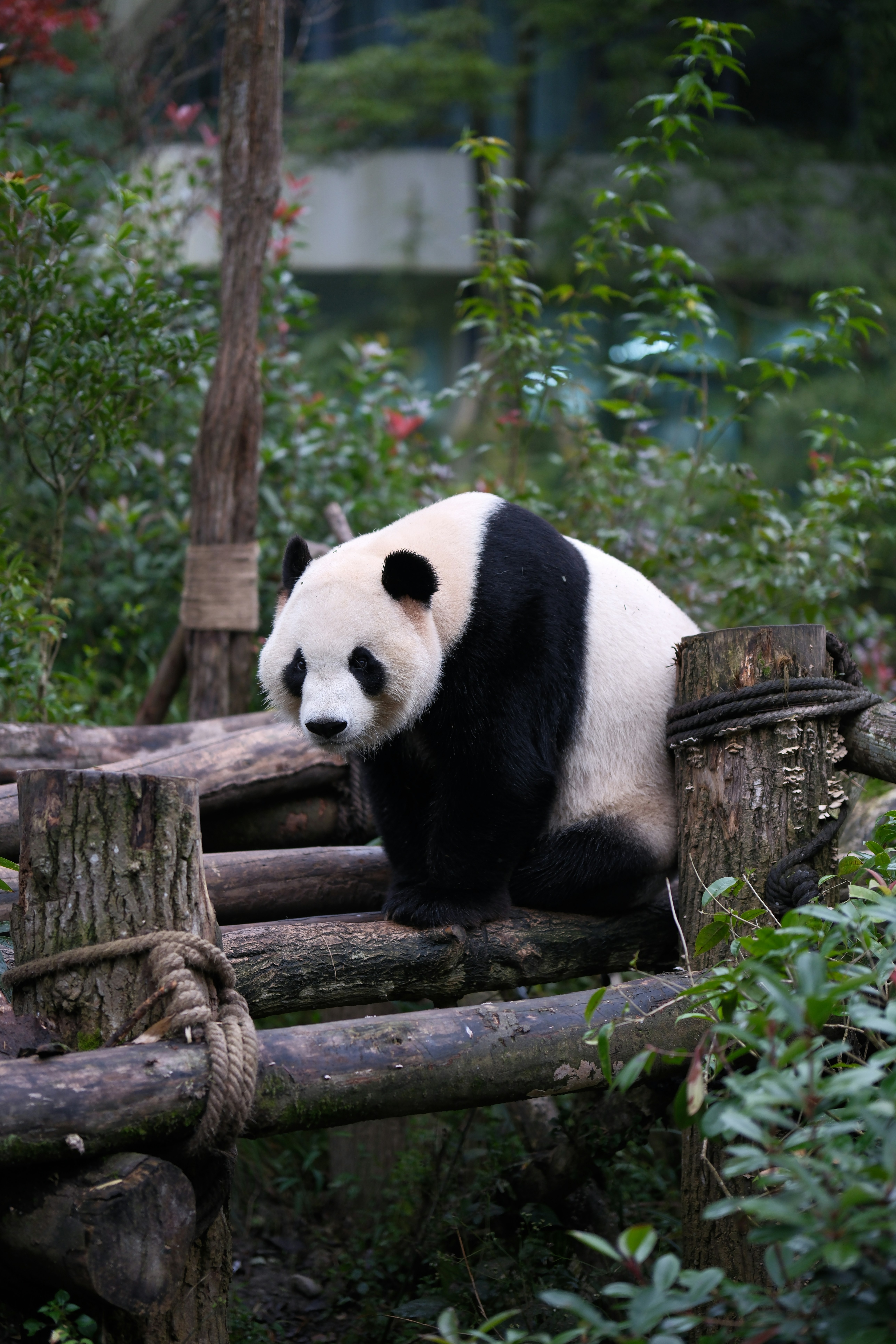 A panda bear sitting on top of a wooden log
