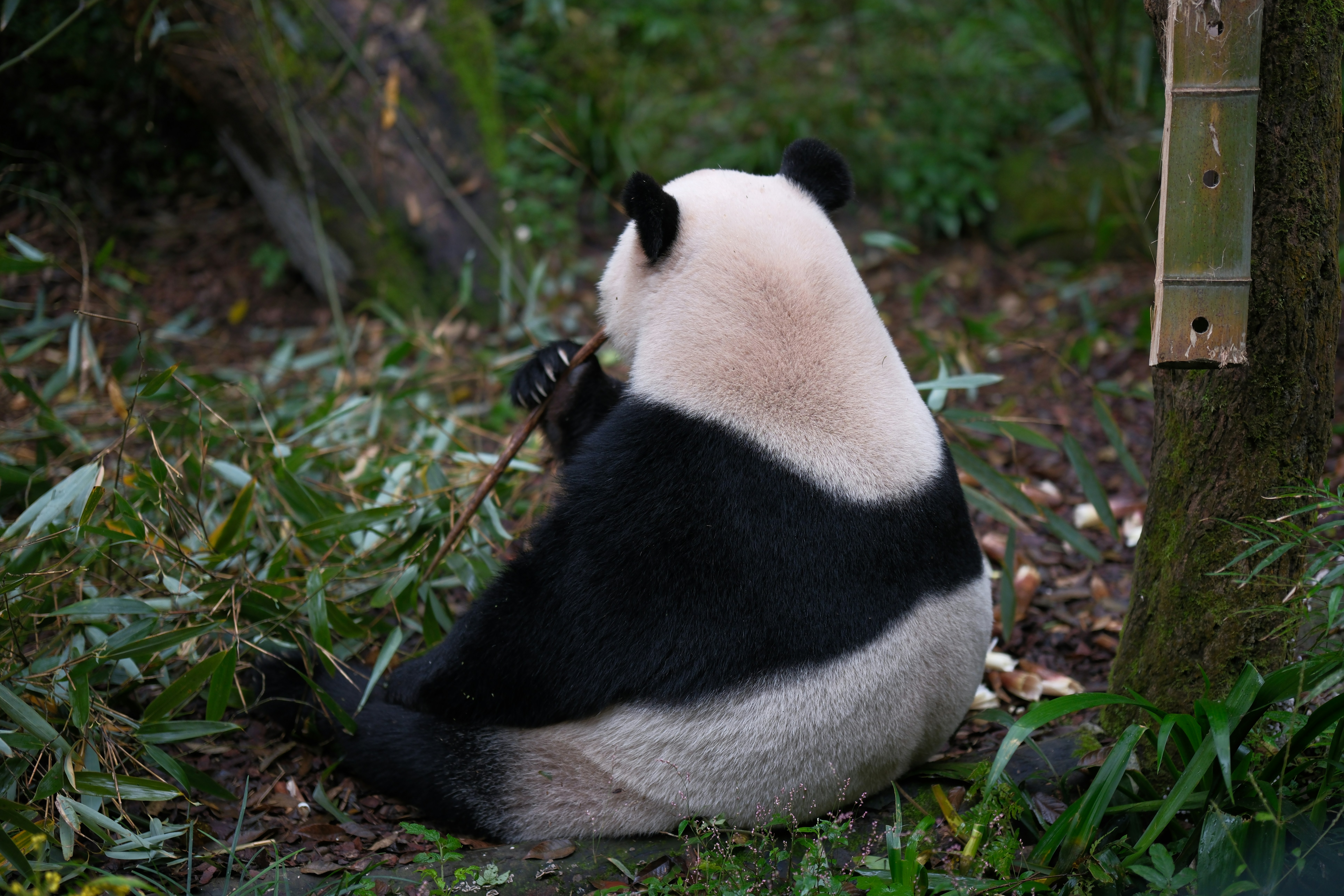 A panda bear sitting on the ground next to a tree