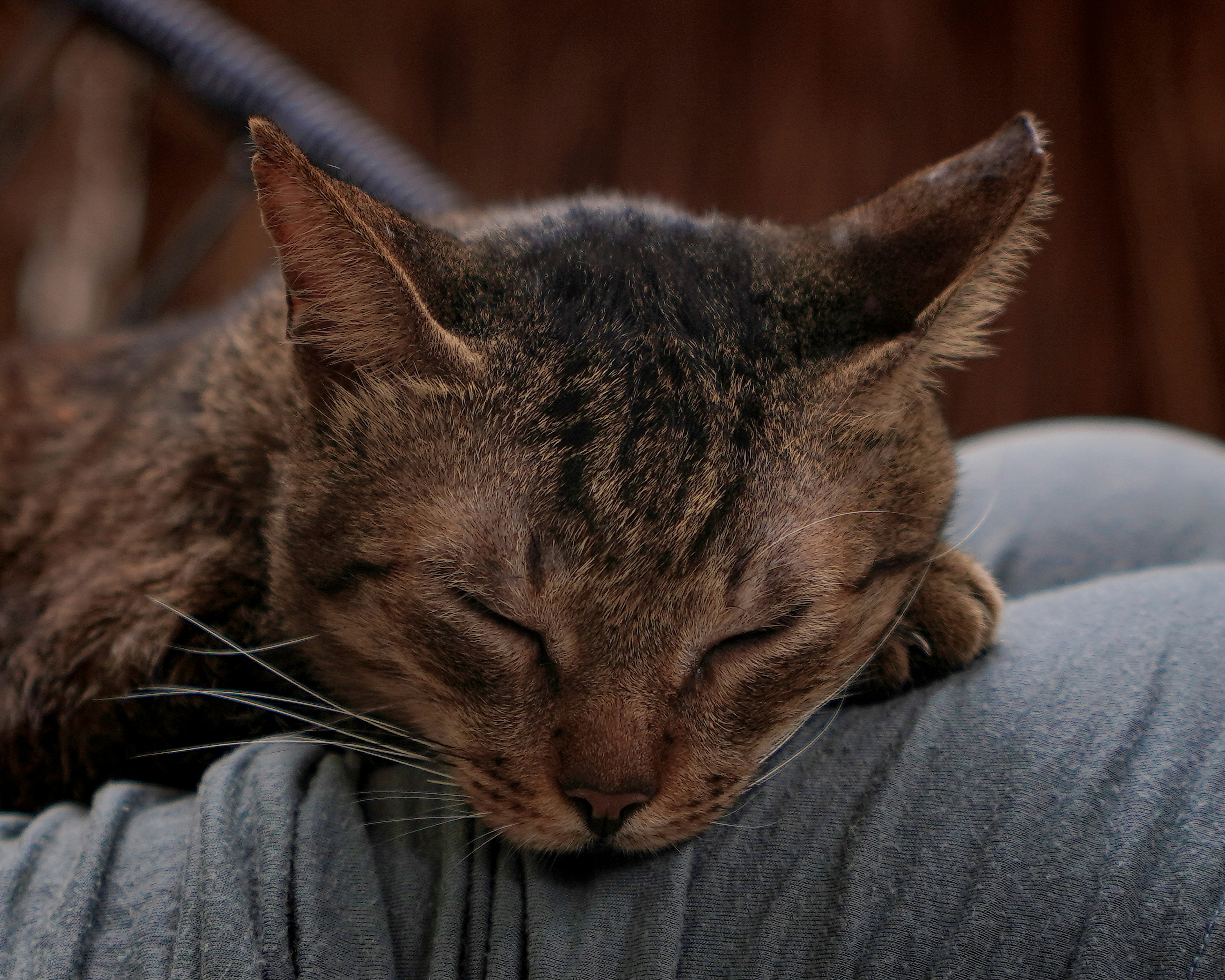 The Joy of Cats: A Look at Funny Cat Pictures