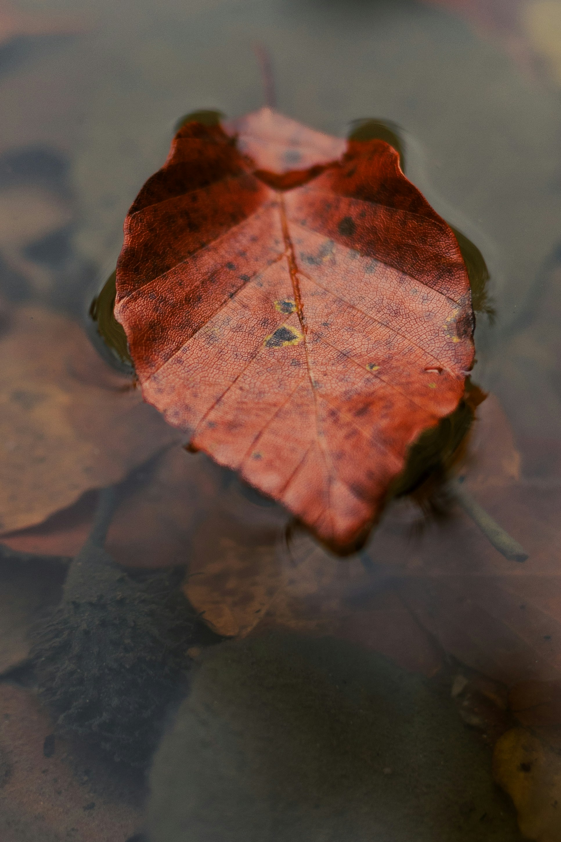 Photo by nikita_pishchugin