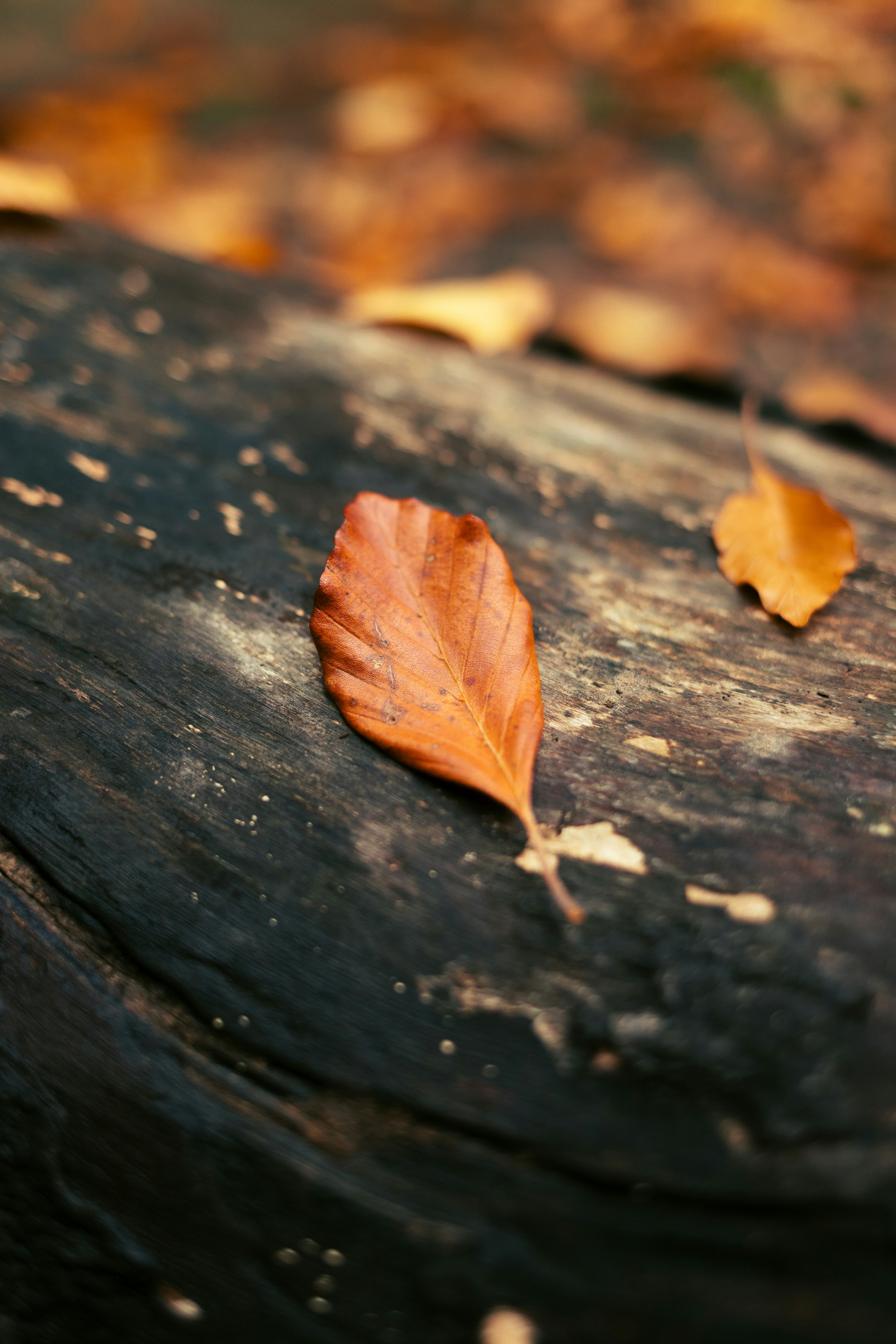 Photo by nikita_pishchugin