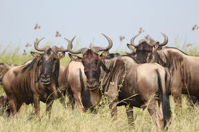 A herd of cattle standing on top of a grass covered field