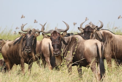 A herd of cattle standing on top of a grass covered field