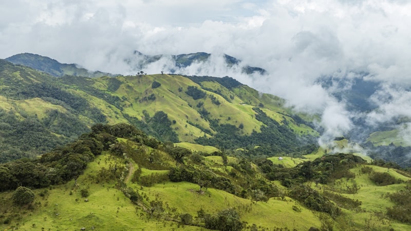 Cocora Valley towering wax palm trees in mist Colombia