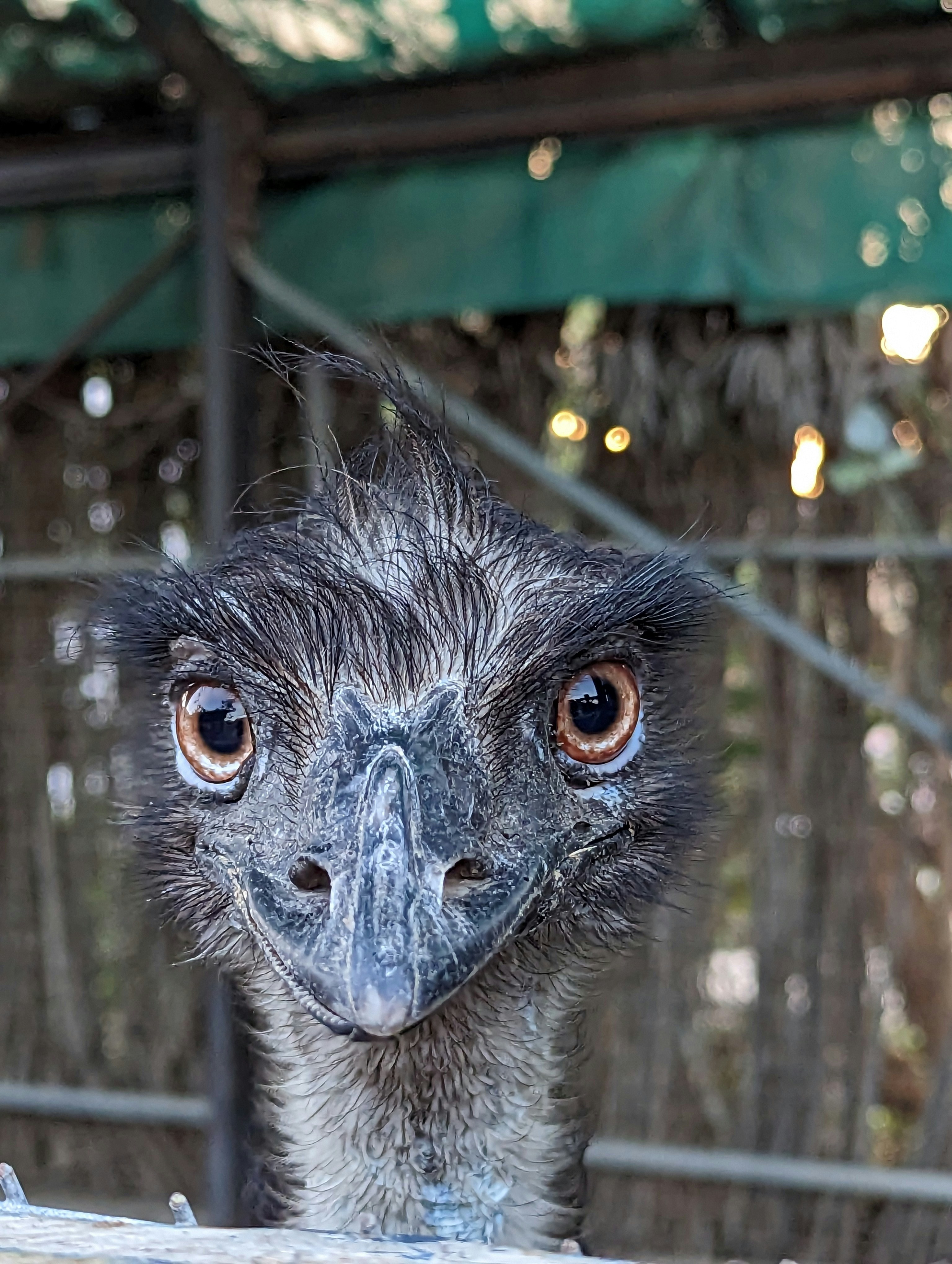 An ostrich looking over a fence at the camera