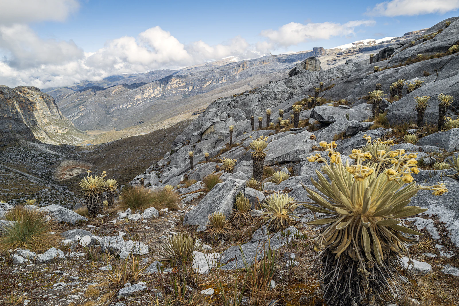 Frailejones en flor en una ladera rocosa del páramo, con el cielo azul y nubes