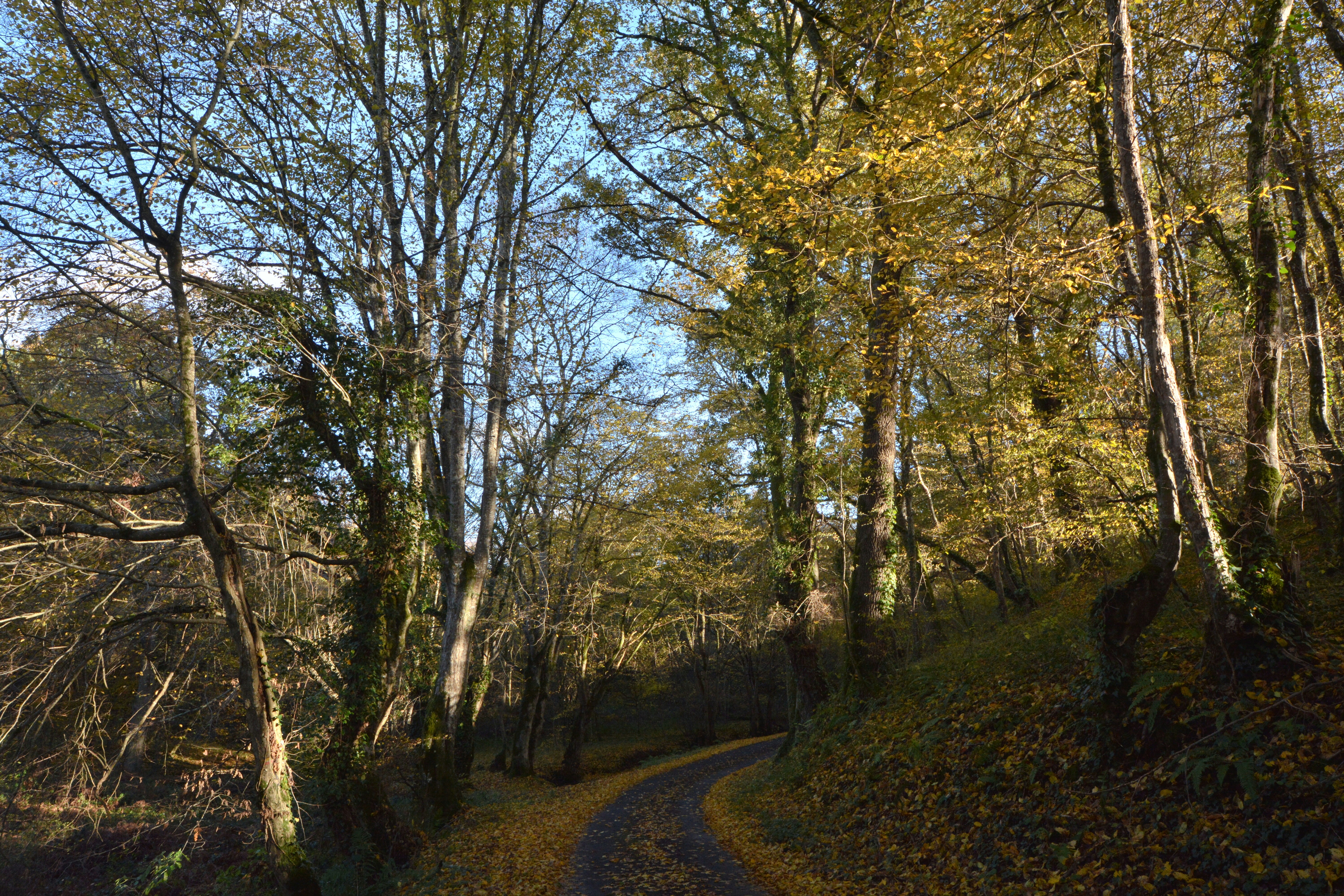 A dirt road in the middle of a wooded area