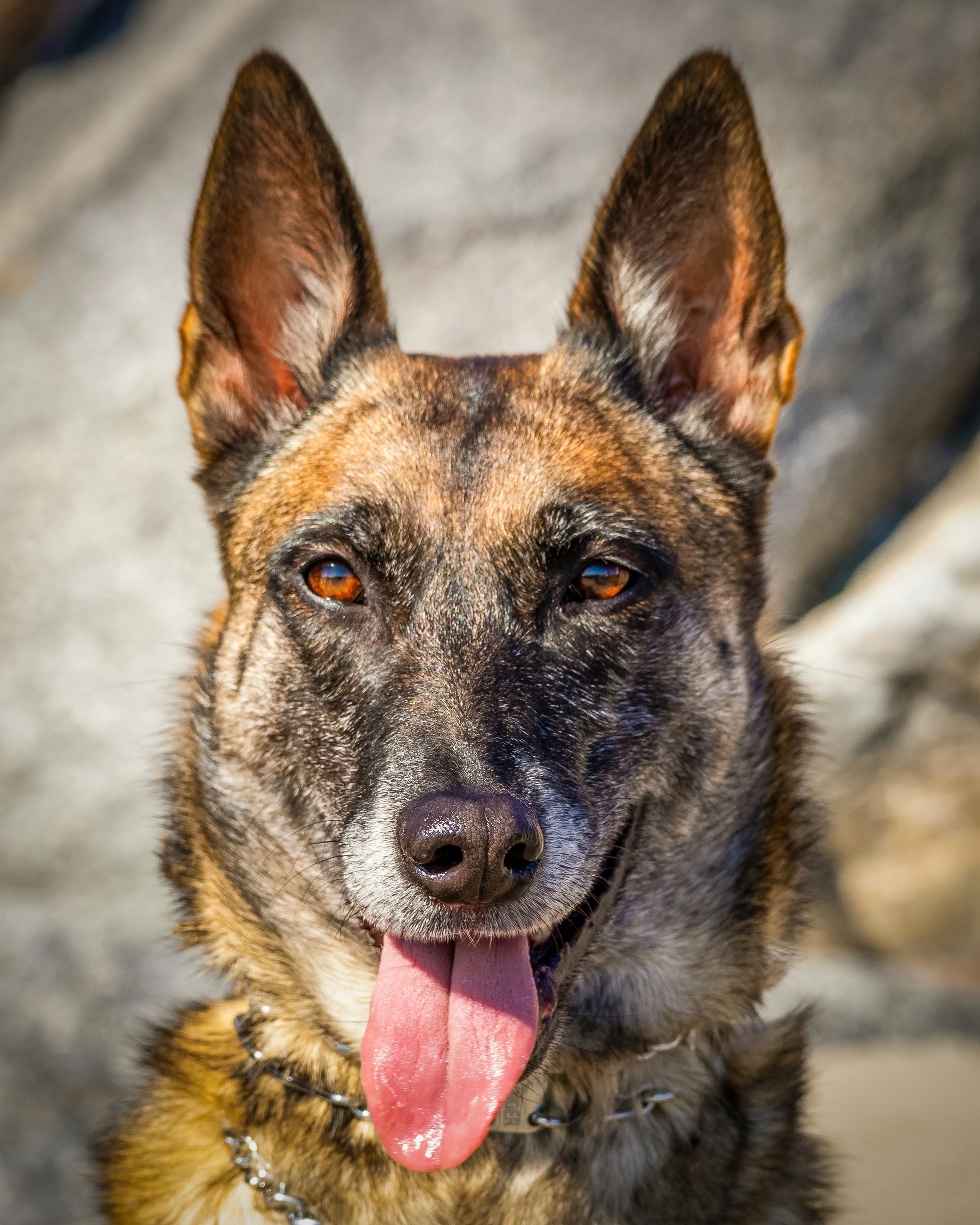 A close up of a dog with its tongue out
