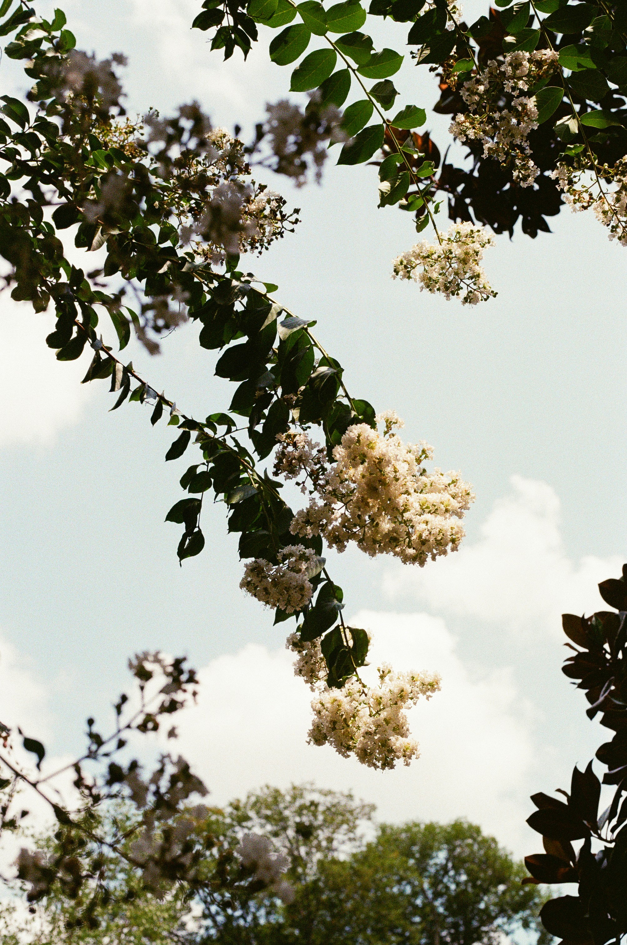 A tree with white flowers and green leaves
