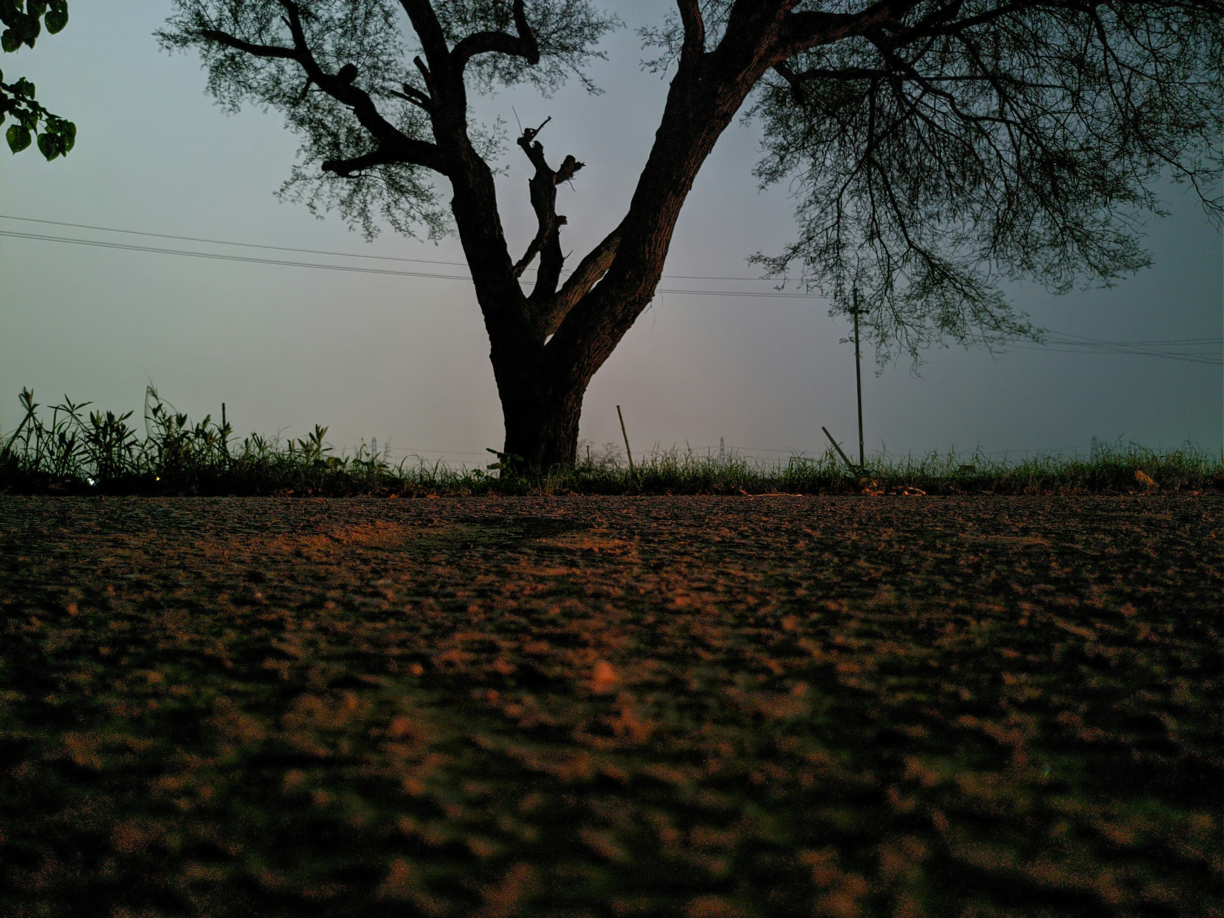 Un albero solitario in mezzo a un campo