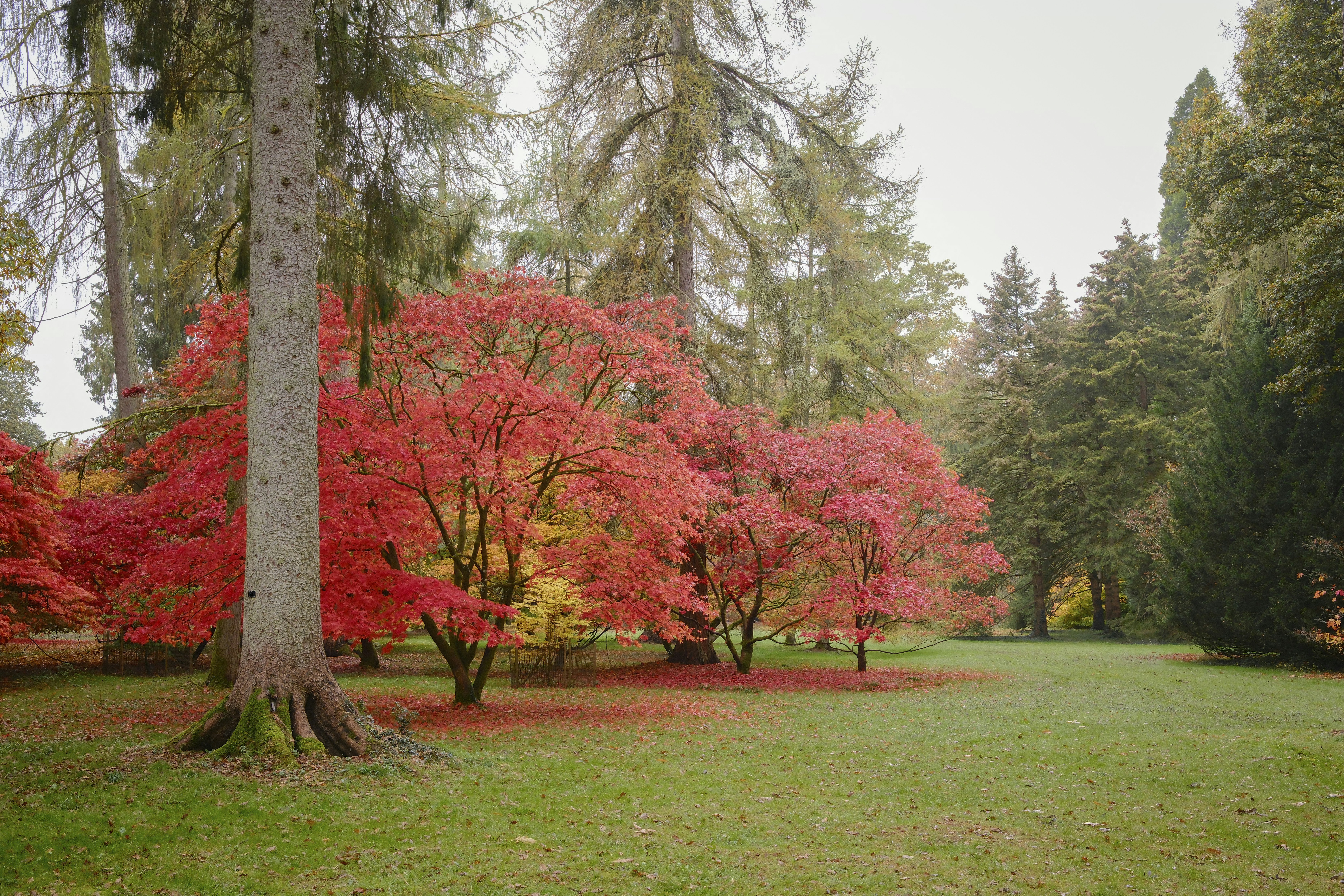 A park with a lot of trees with red leaves